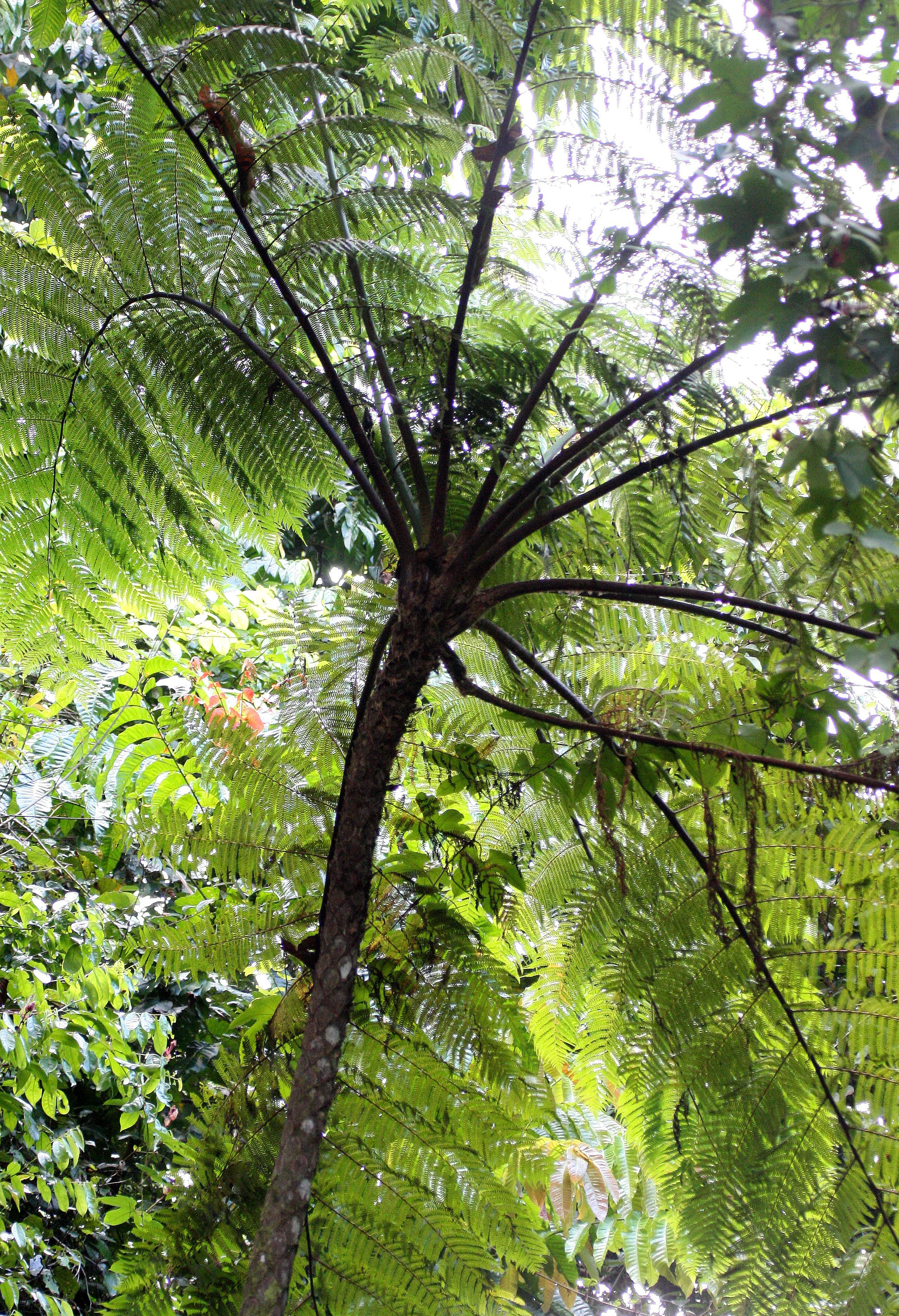 KRUNG CHIN NP THAILAND - TREE FERNS.JPG