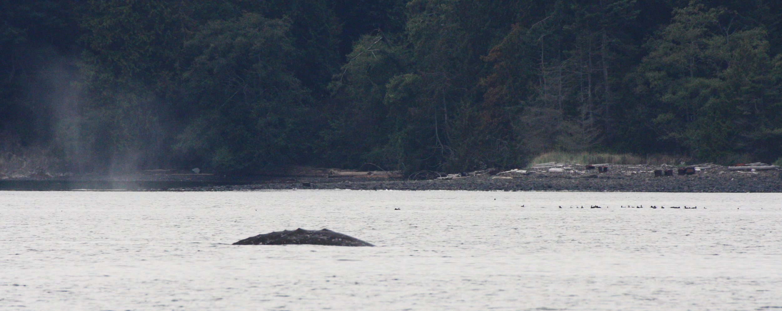 CETACEAN - GRAY WHALE - SALT CREEK WA (19).JPG