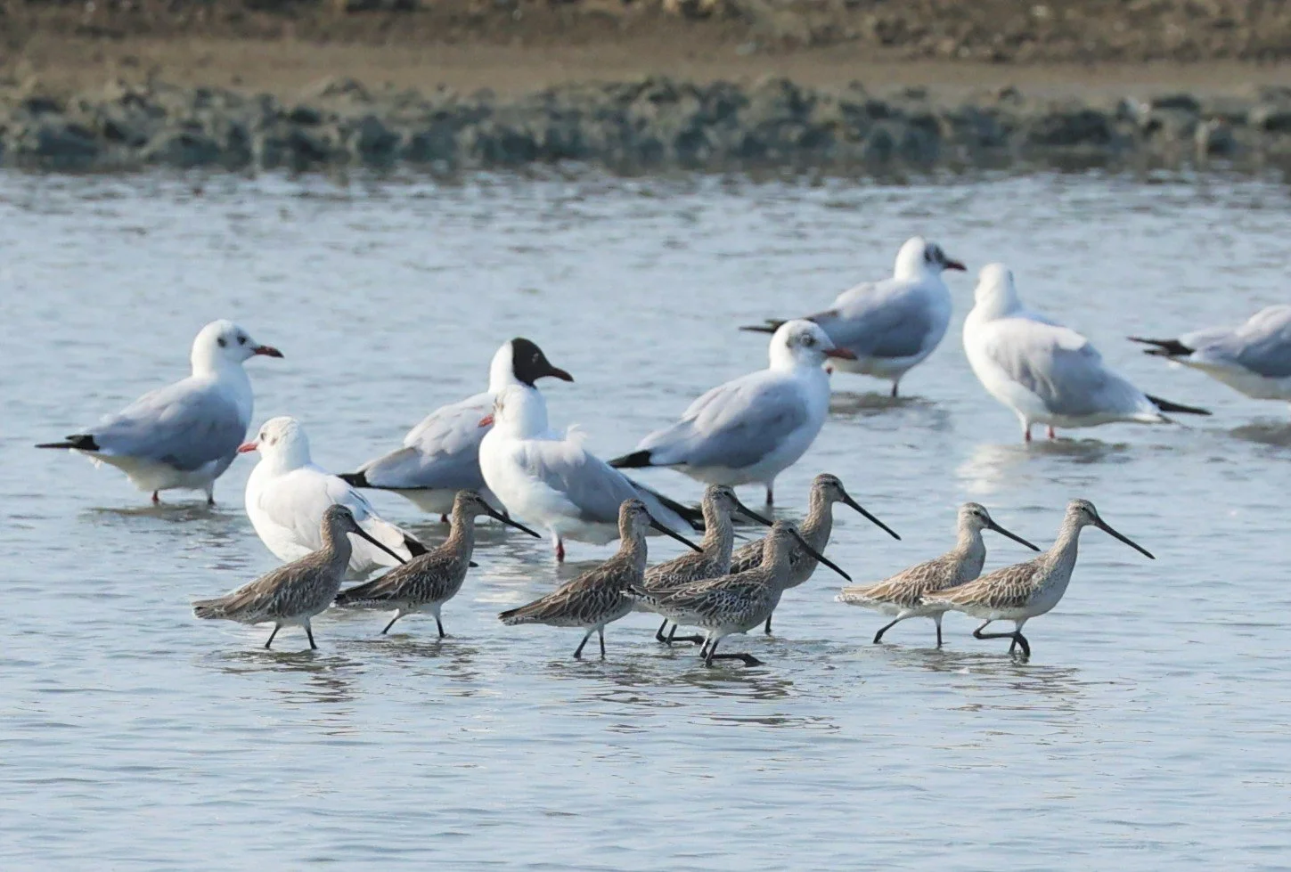 DOWITCHER - ASIAN DOWITCHER - Limnodromus semipalmatus - PAK THALE SALT PONDS MARCH 2022 (44).jpg