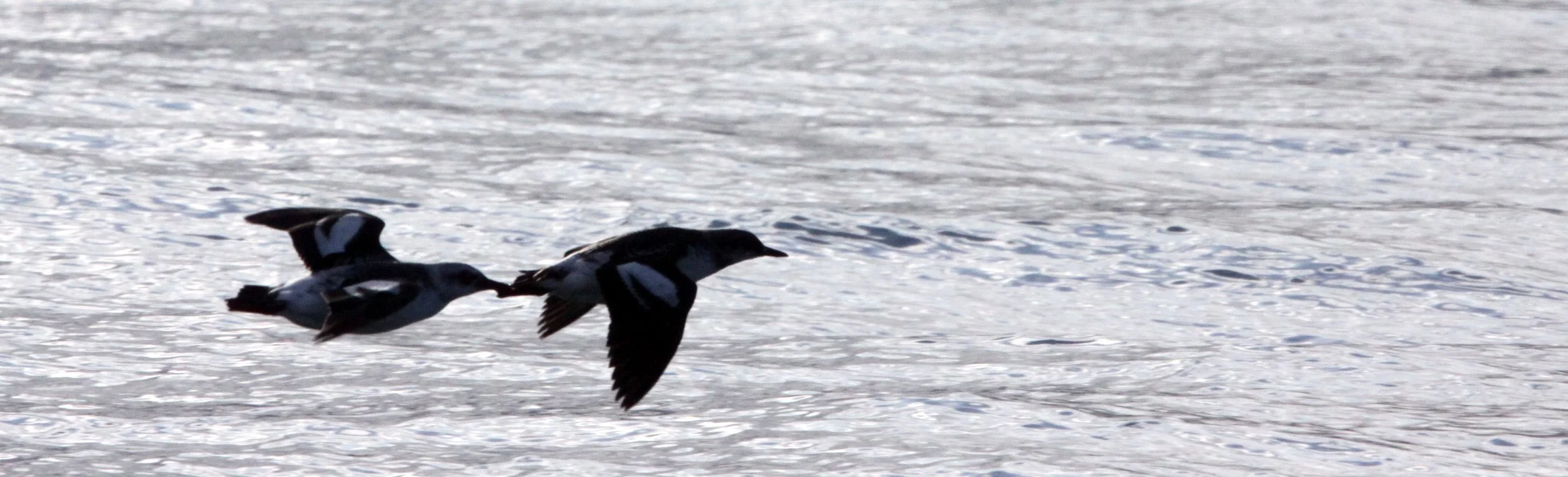 BIRD - GUILLEMOT - PIGEON GUILLEMOT - PORT ANGELES HARBOR (7).JPG