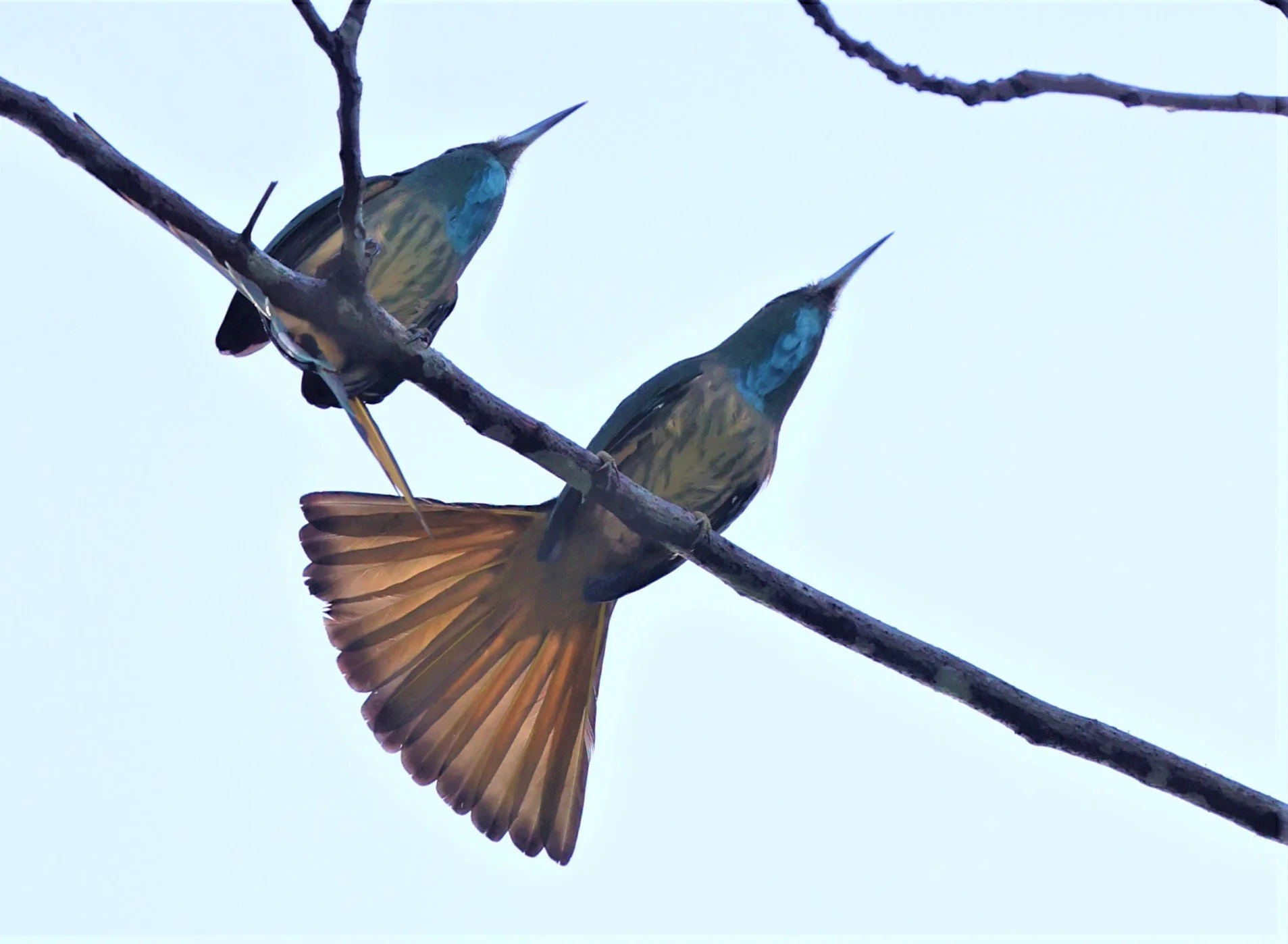 BEE-EATER - BLUE-BEARDED BEE-EATER - Nyctyornis amictus - KAENG KRACHAN NATIONAL PARK 16 OCT 2021 (1).jpg