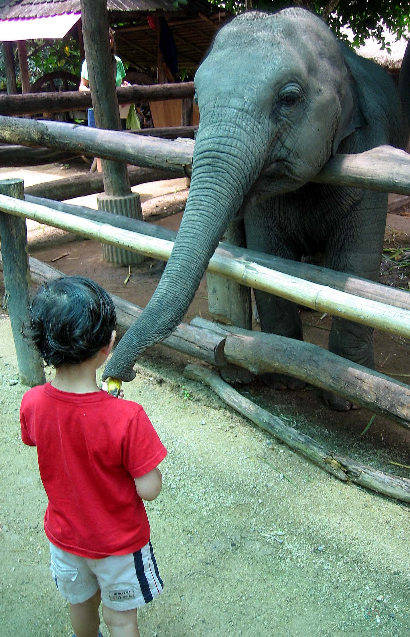 2008 Lampang City & Elephant Center (127).jpg