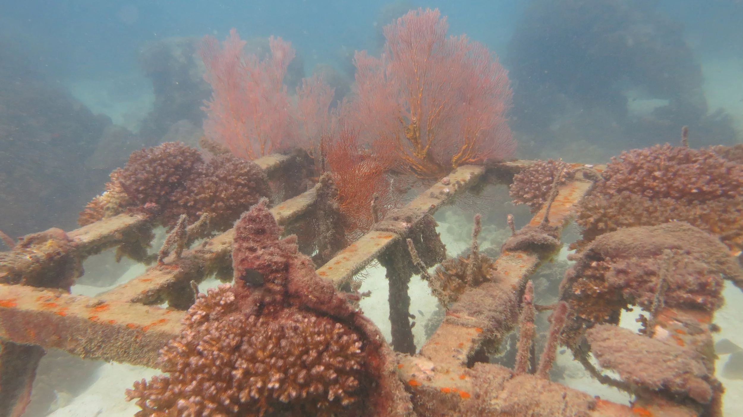 2016 BPS Satthahip Dive Trip with Marine Conservation Club (48).JPG