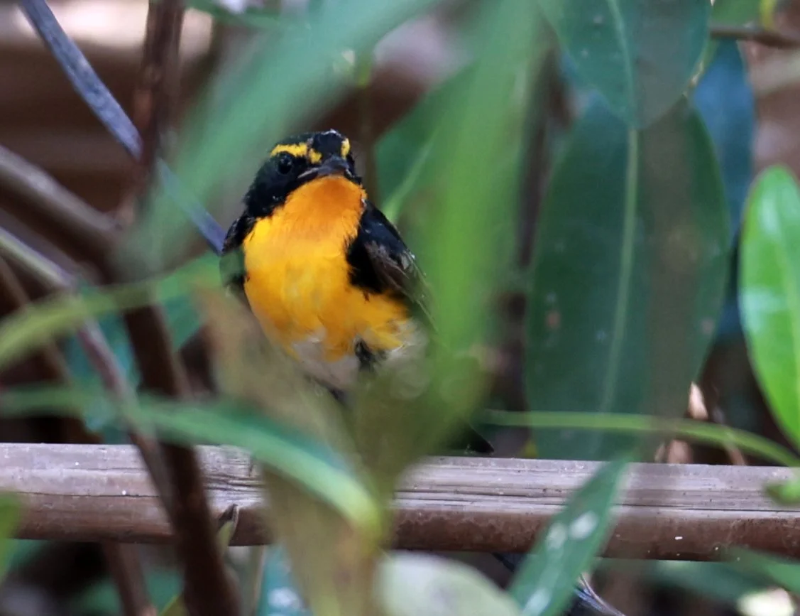 Flycatcher - Narcissus Flycatcher - Ficedula narcissina - Bang Pu Mangrove Forest Reserve, Samut Prakan March 30, 2024 (53).jpg