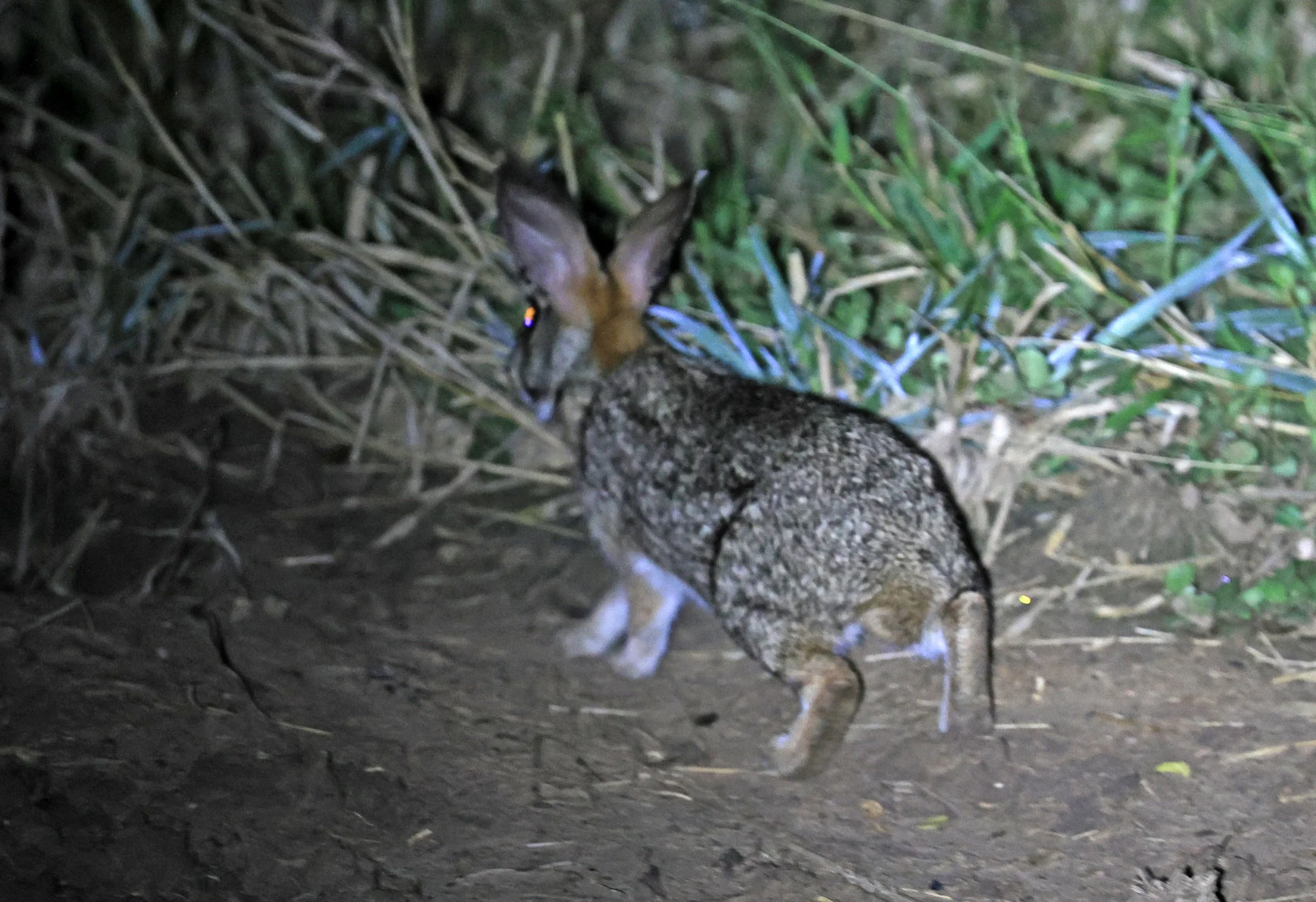 Tapeti (Sylvilagus brasiliensis) Chaco Lodge & Laguna Salada Paraguay (3).jpg
