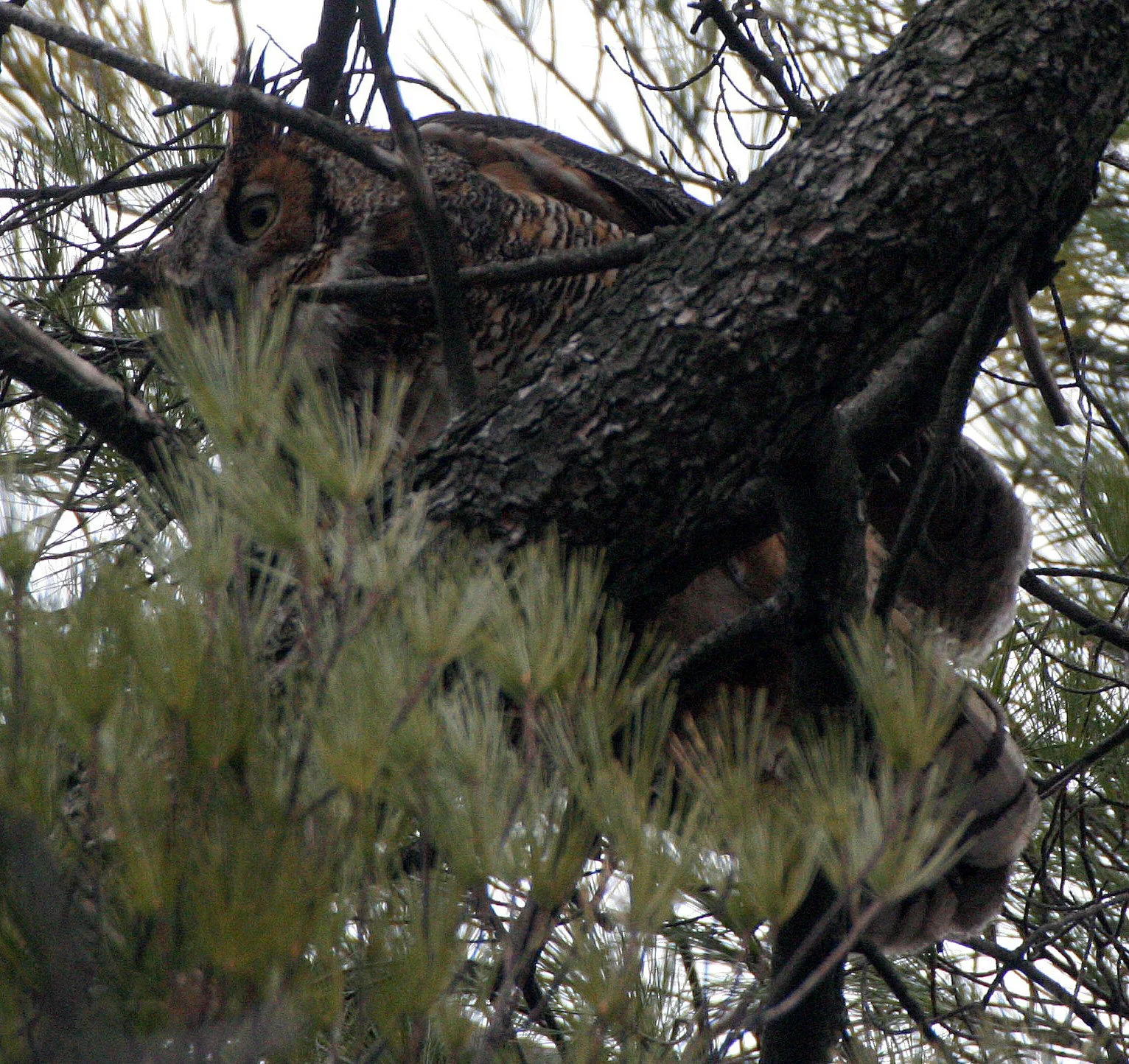 Bubo virginianus - GREAT-HORNED OWL - GENEVA COURTHOUSE ILLINOIS (52).JPG