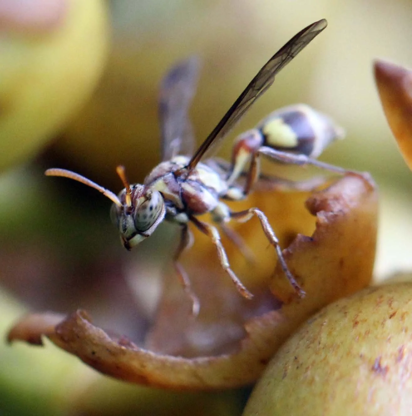 2013 in Nakhonsithammarat and some Krabi with Family (47).jpg