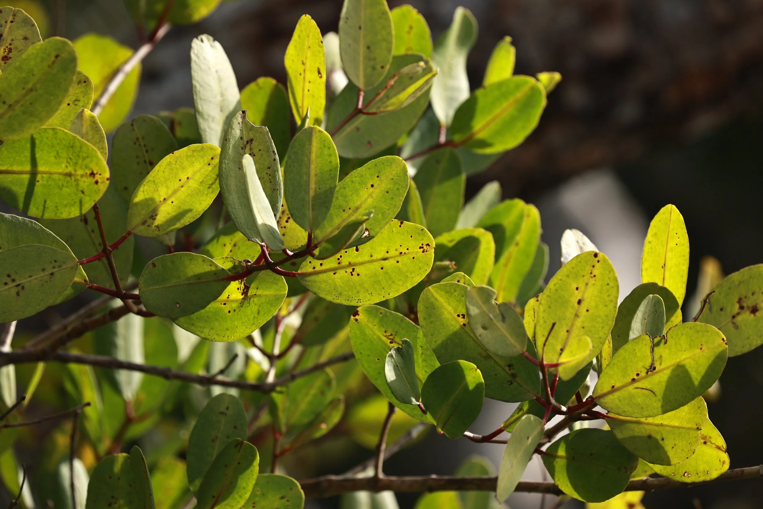 White Mangrove (Laguncularia racemosa) Superagüi National Park, Brazil