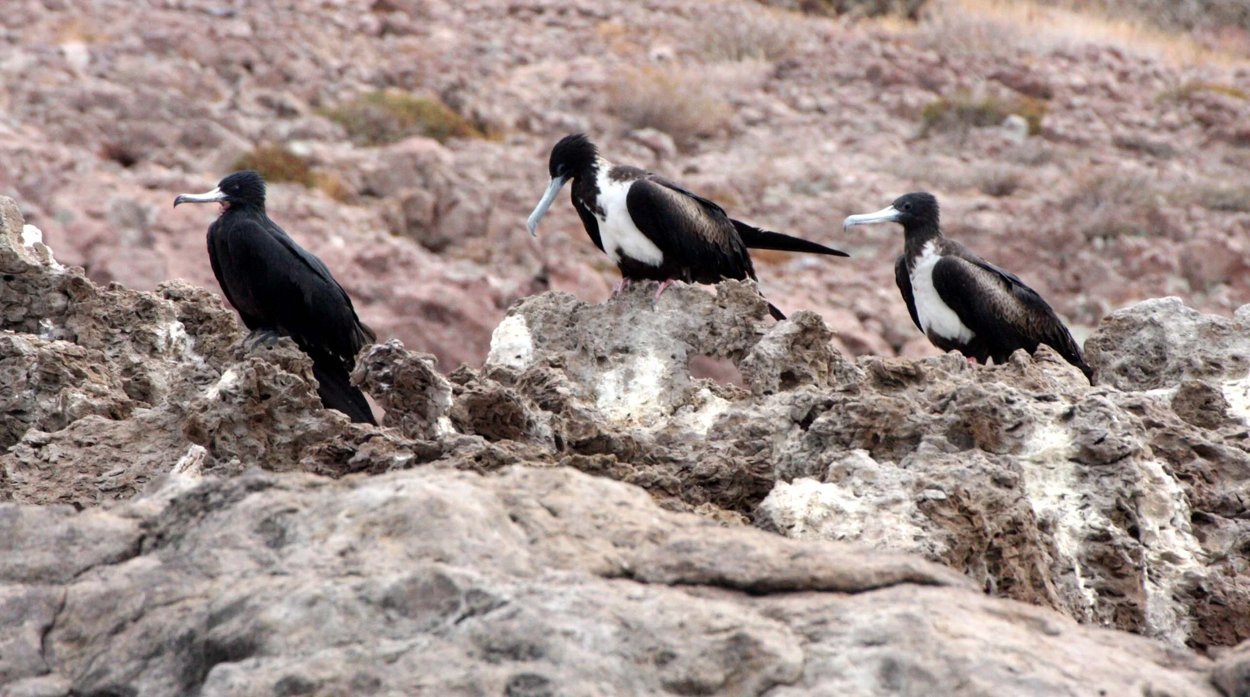 Magnificent Frigatebird (Fregata magnificens) Montserrat Island, Baja Mexico (7).JPG