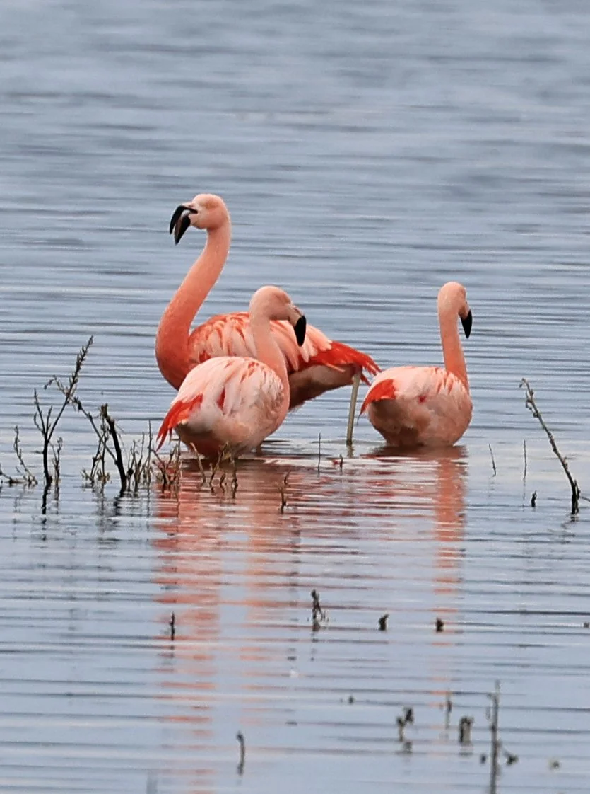 Chilean Flamingo (Phoenicopterus chilensis) Lagunas del Ornitólogo, Trelew Argentina (90).jpg