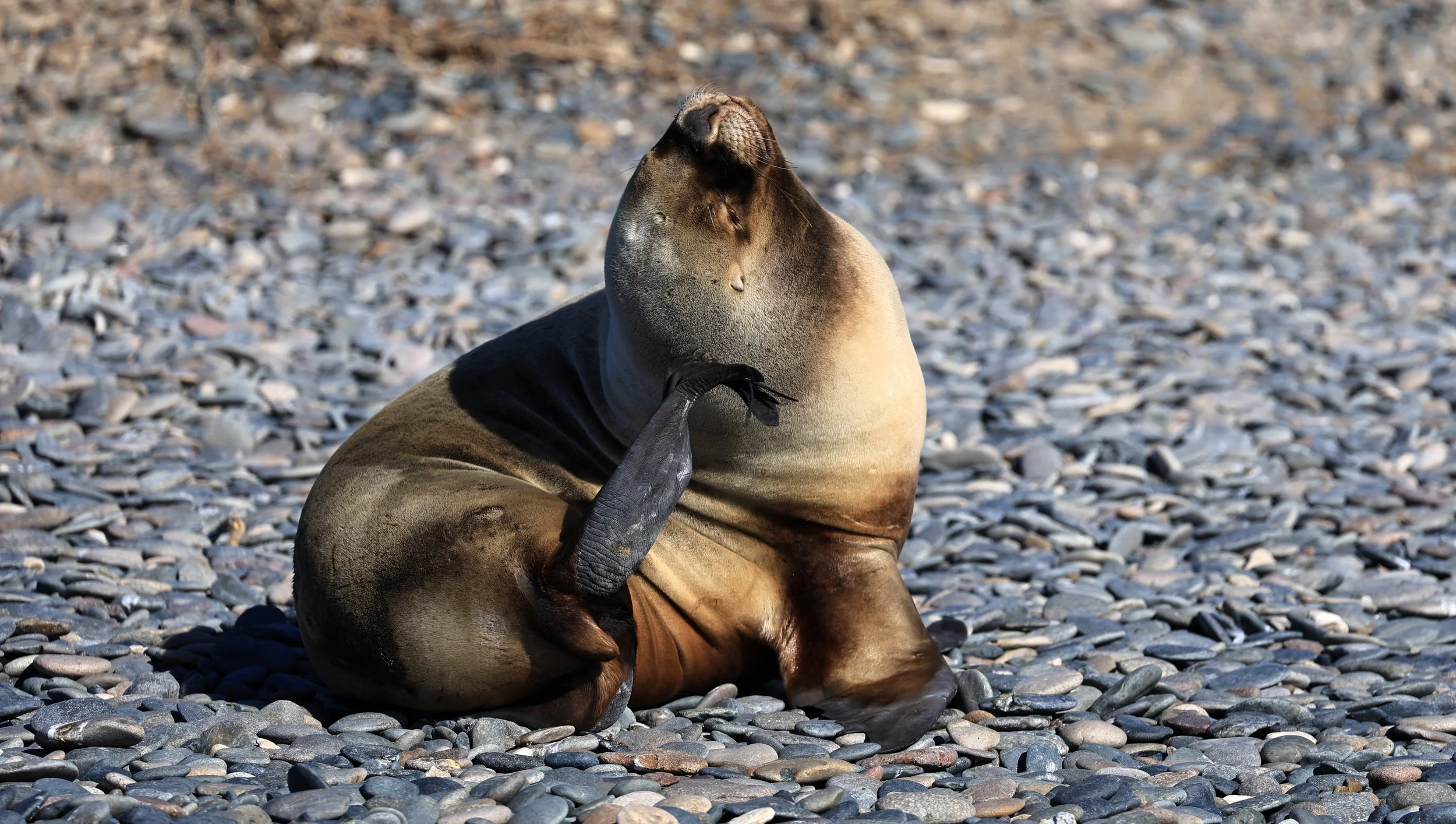 South American Sea Lion (Otaria flavescens) Puerto Rawson Argentina (55).jpg