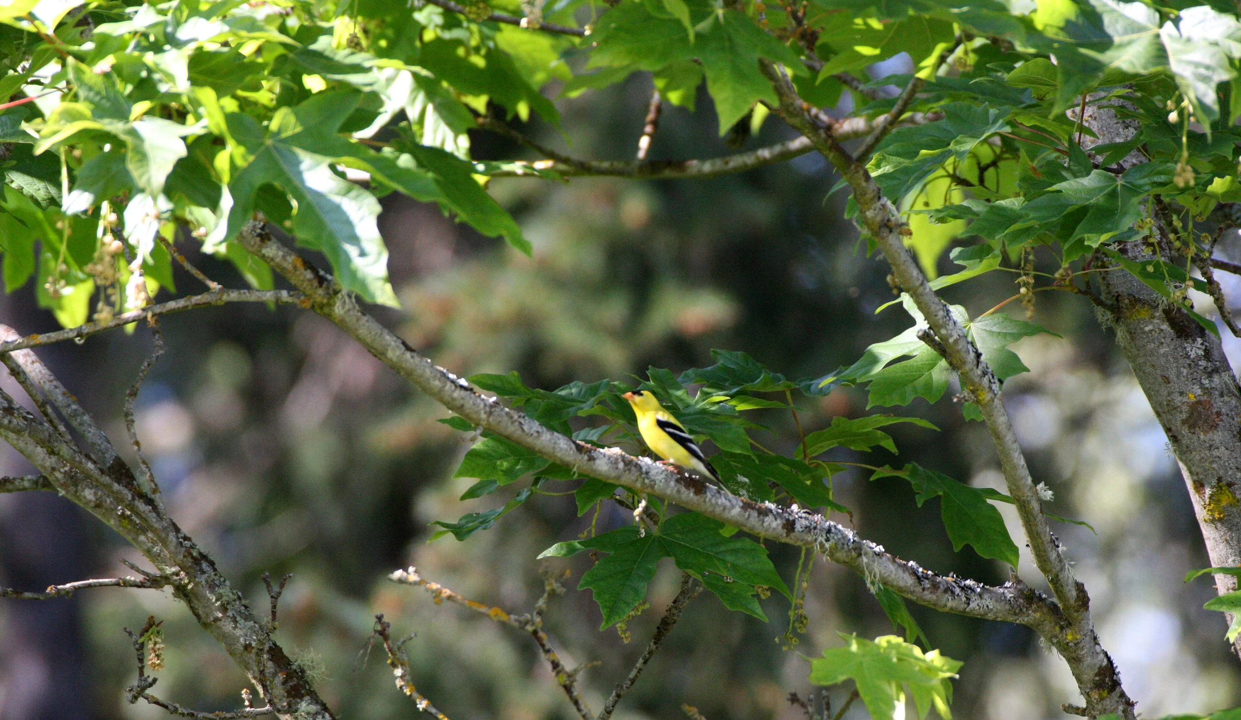 American Goldfinch (Spinus tristis) Railroad Park Sequim Washington.JPG