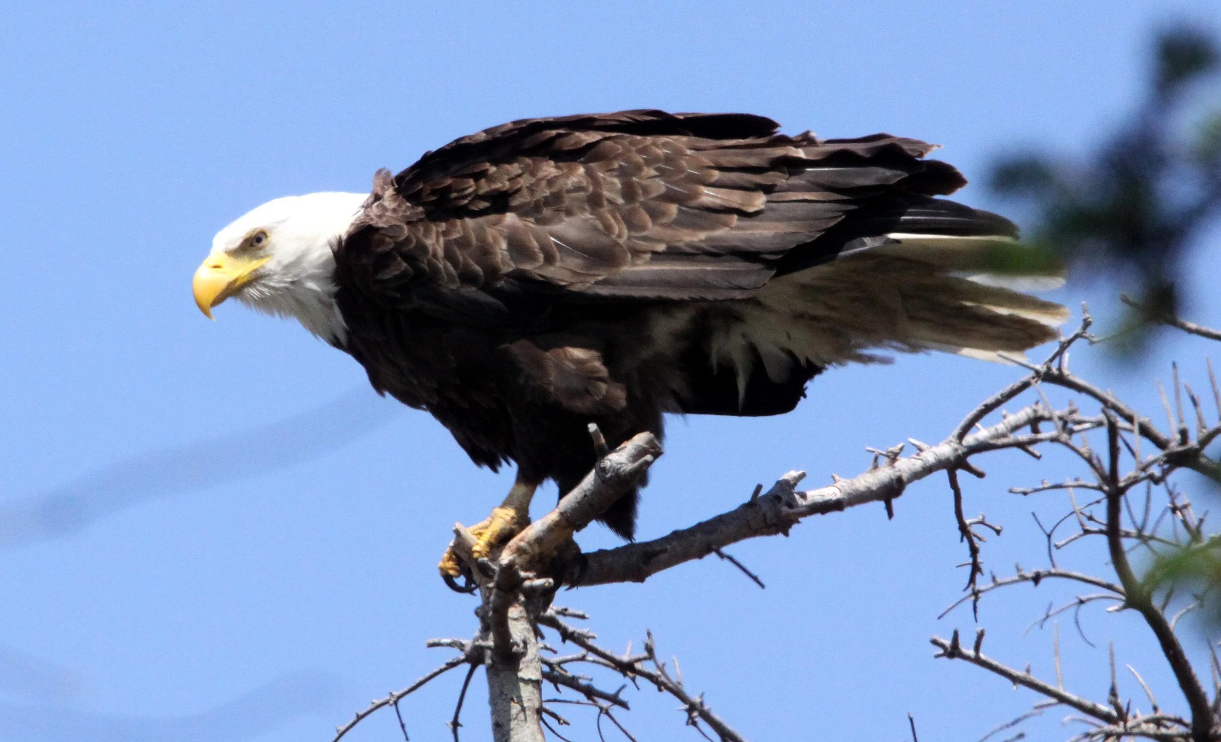 Haliaeetus leucocephalus - AMERICAN BALD EAGLE - MARINE DRIVE SEQUIM WA (24).JPG