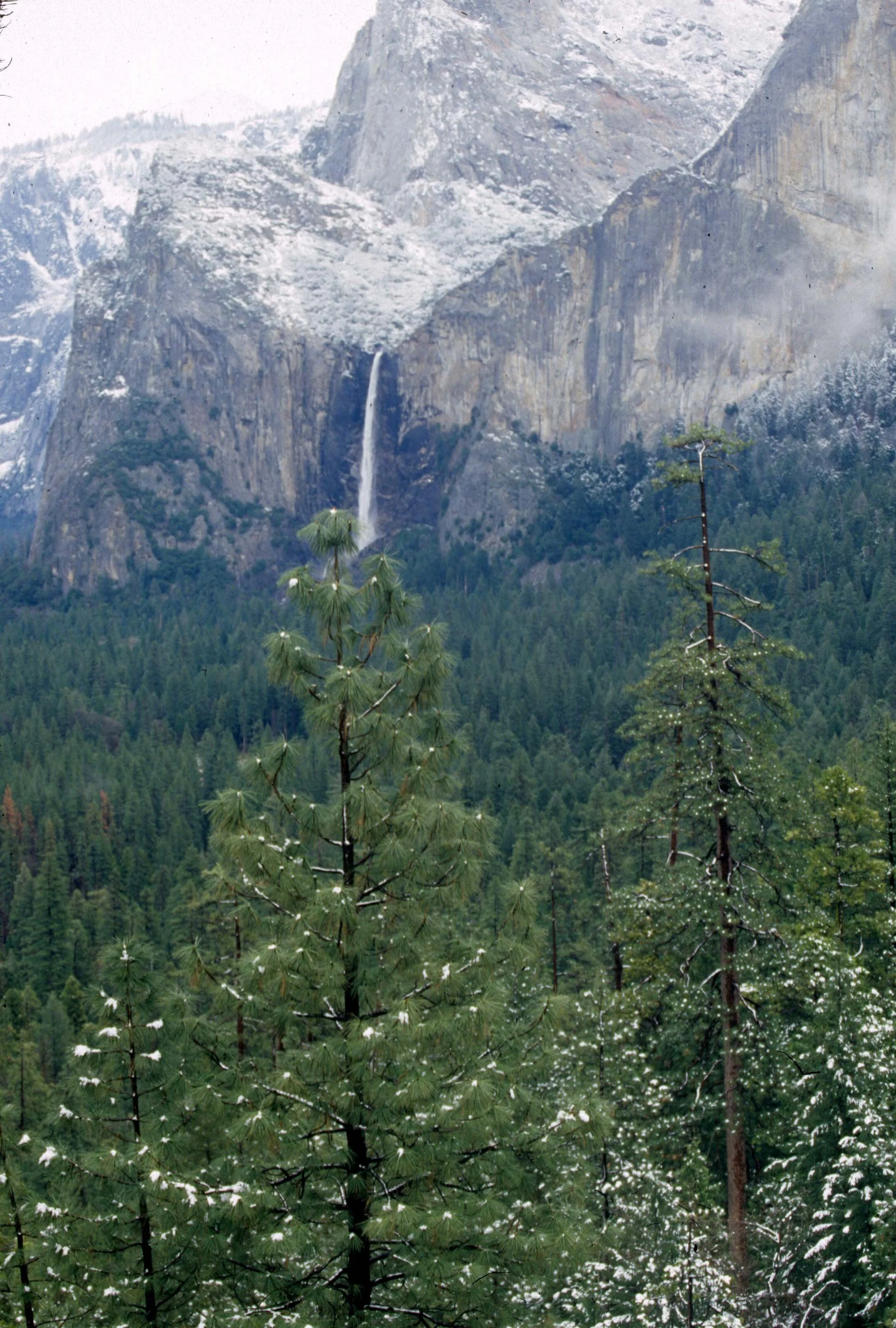 CALIFORNIA - YOSEMITE NATIONAL PARK (7).jpg