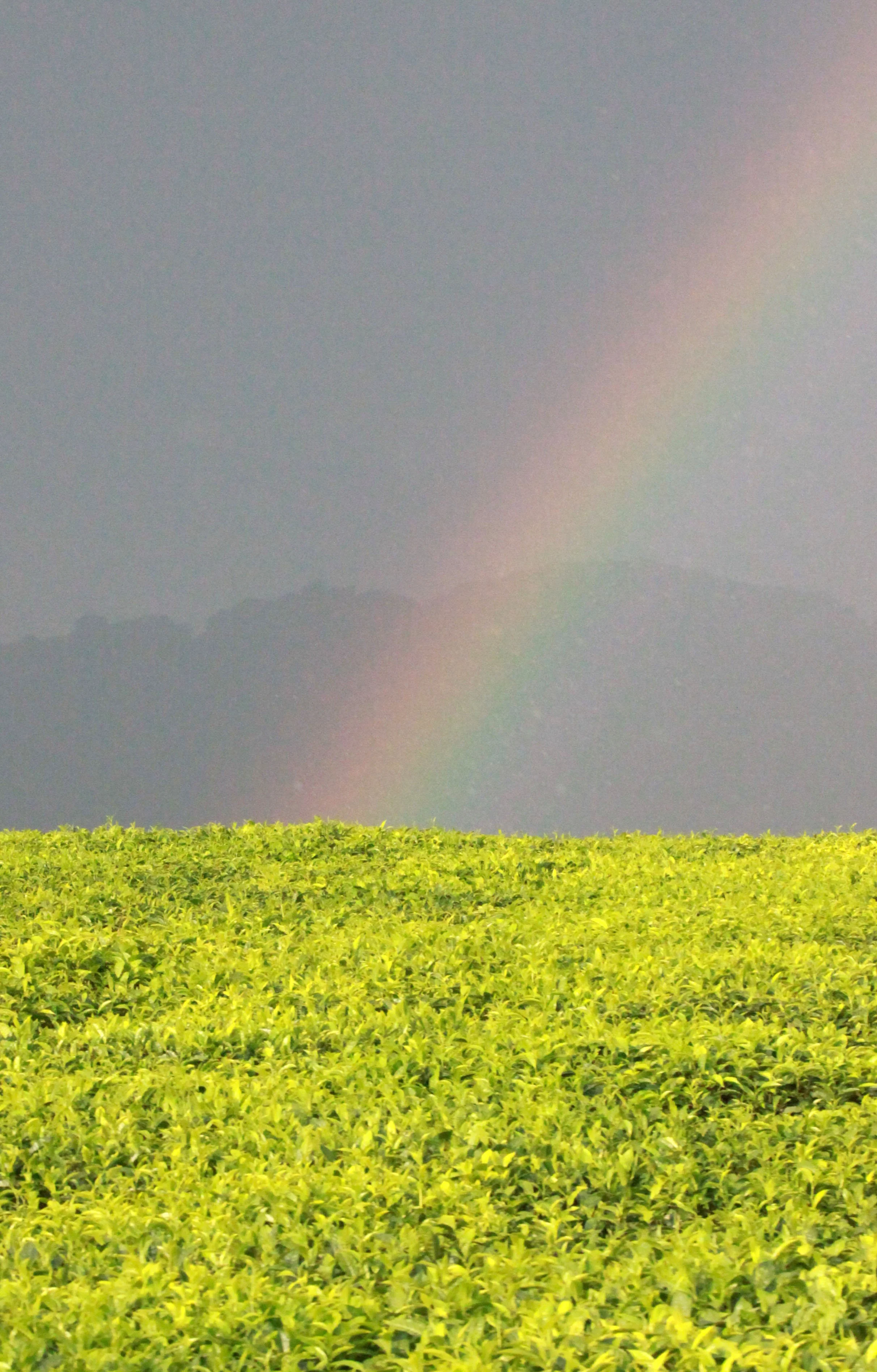 NYUNGWE NATIONAL PARK RWANDA - GISAKURA TEA ESTATE (545).JPG