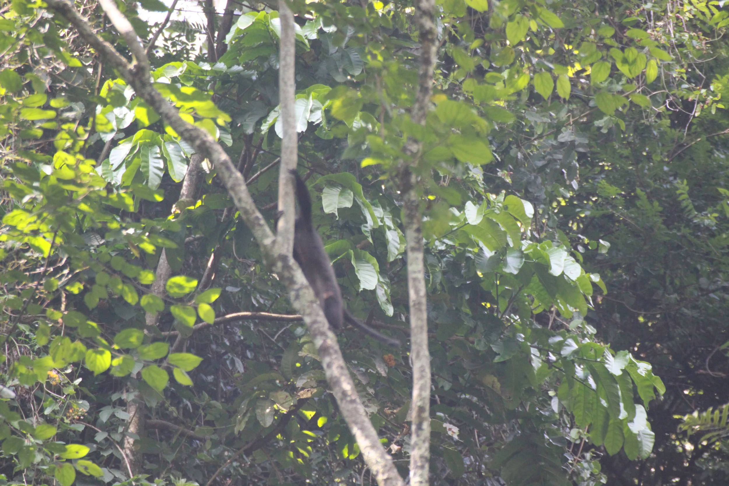CERCOPITHECIDAE - Cercopithecus mitis - BLUE MONKEY - RWENZORI NATIONAL PARK UGANDA (79).JPG