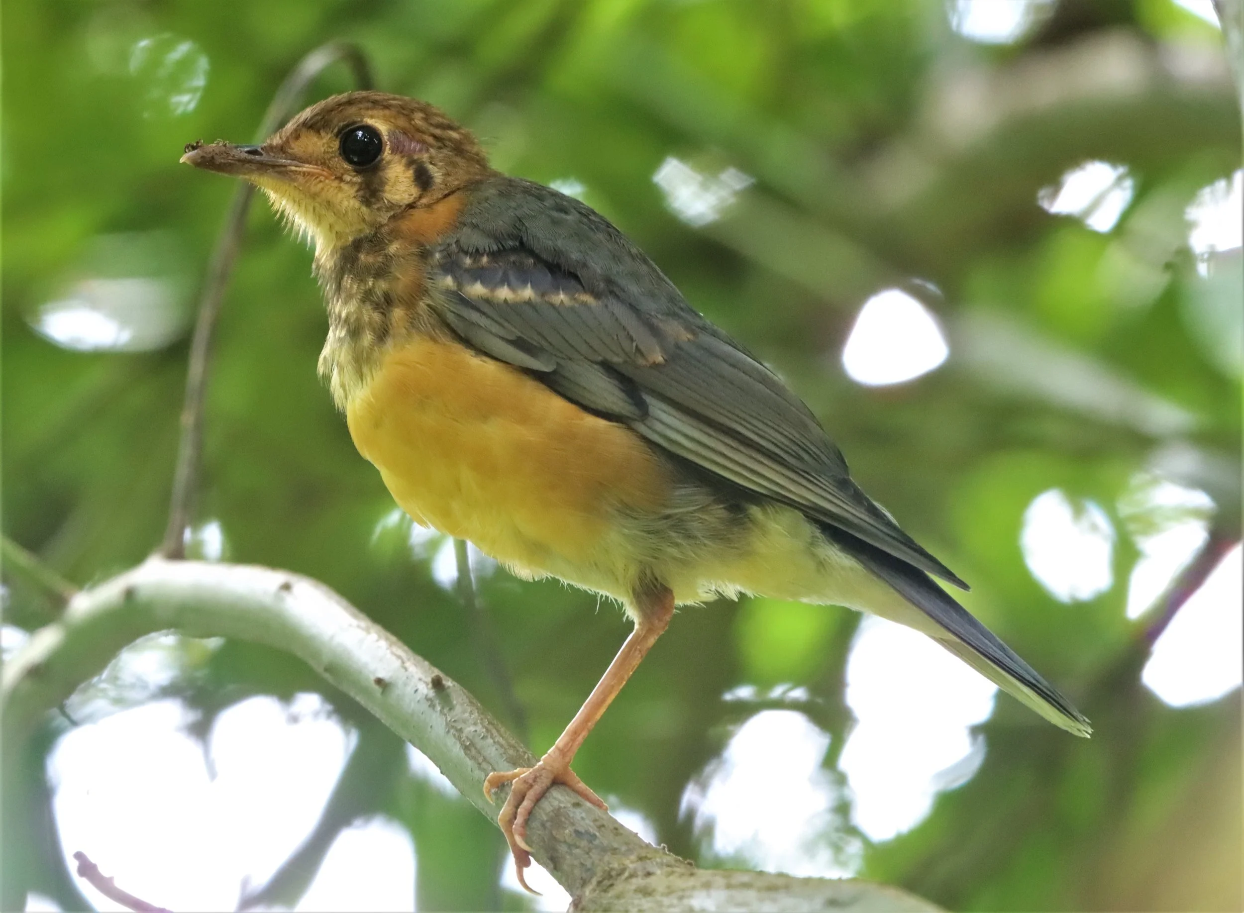 Orange-headed Thrush (Zoothera citrina) Doi Ang Kang Chiang Mai (28).jpg