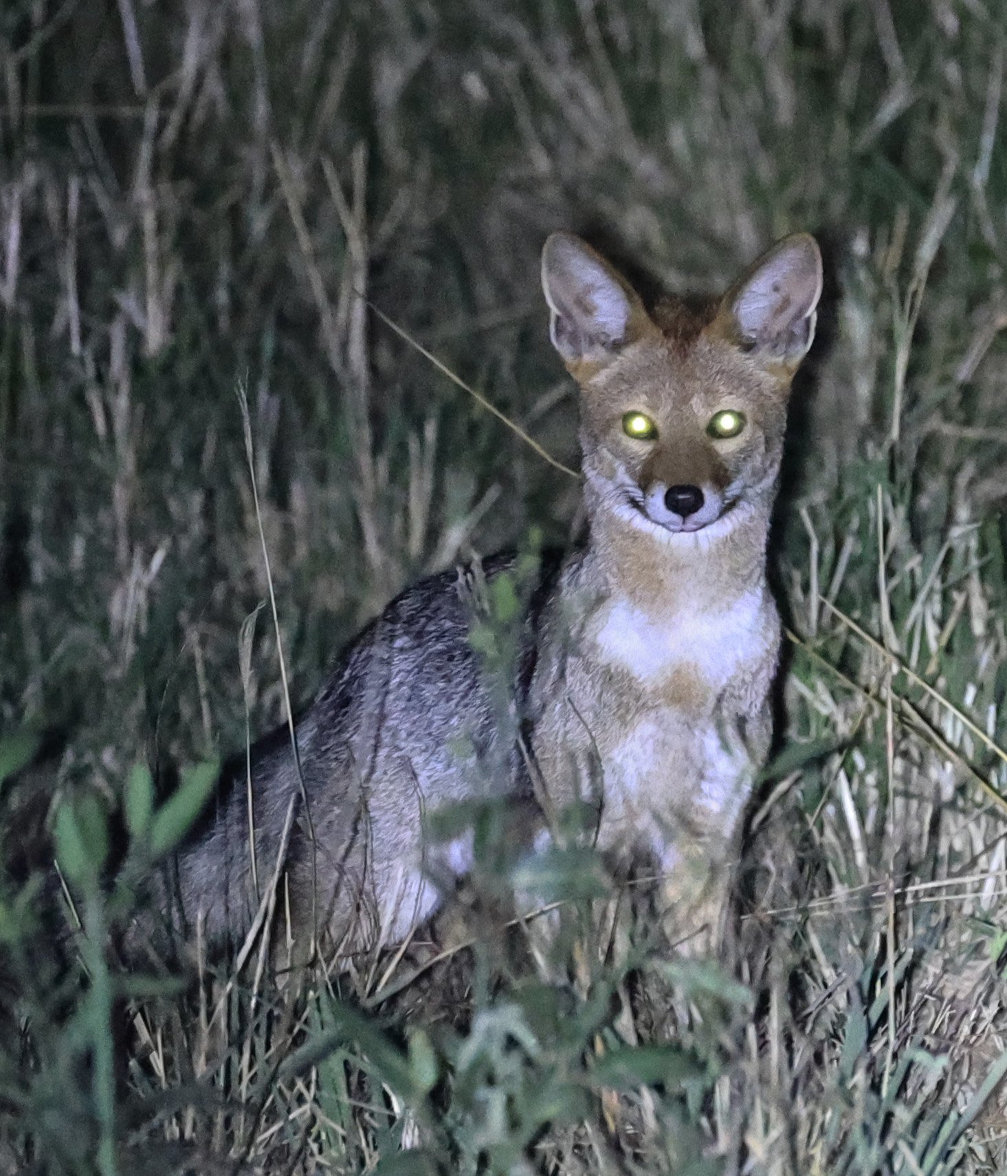 Pampas fox (Lycalopex gymnocercus) Hotel Campestre Iparoma Paraguay  (4).jpg
