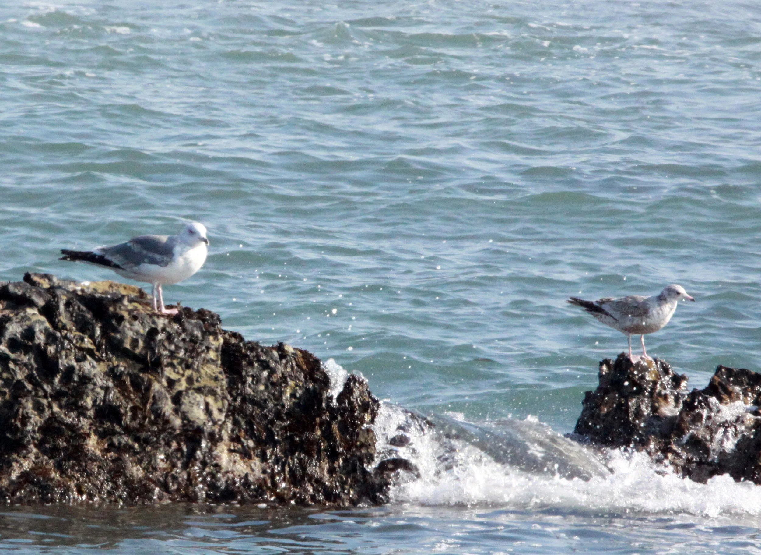 BIRD - VEGA GULL - SHIZUOKA COASTLINE JAPAN (2).JPG