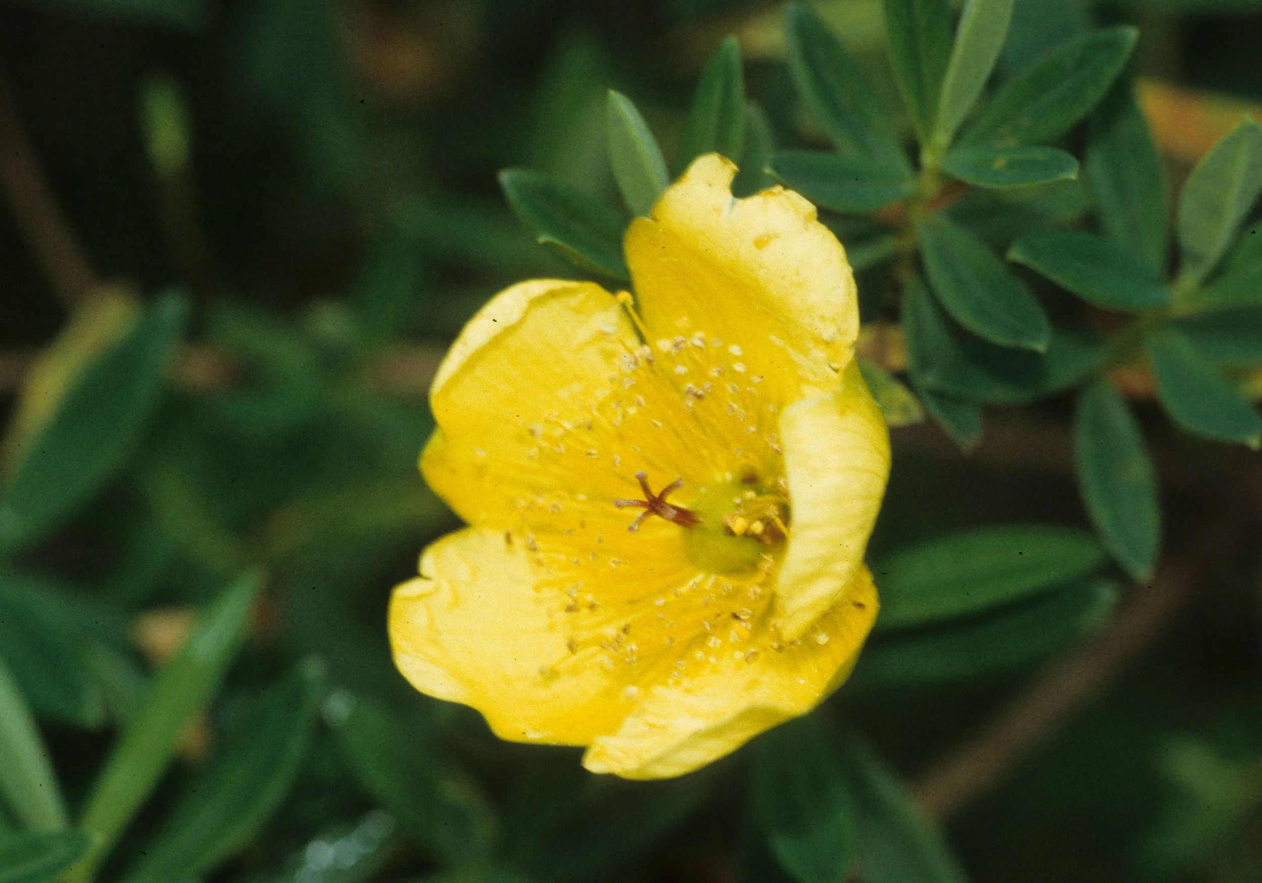 RWANDA - PLANTS - HYPERICUM A.jpg