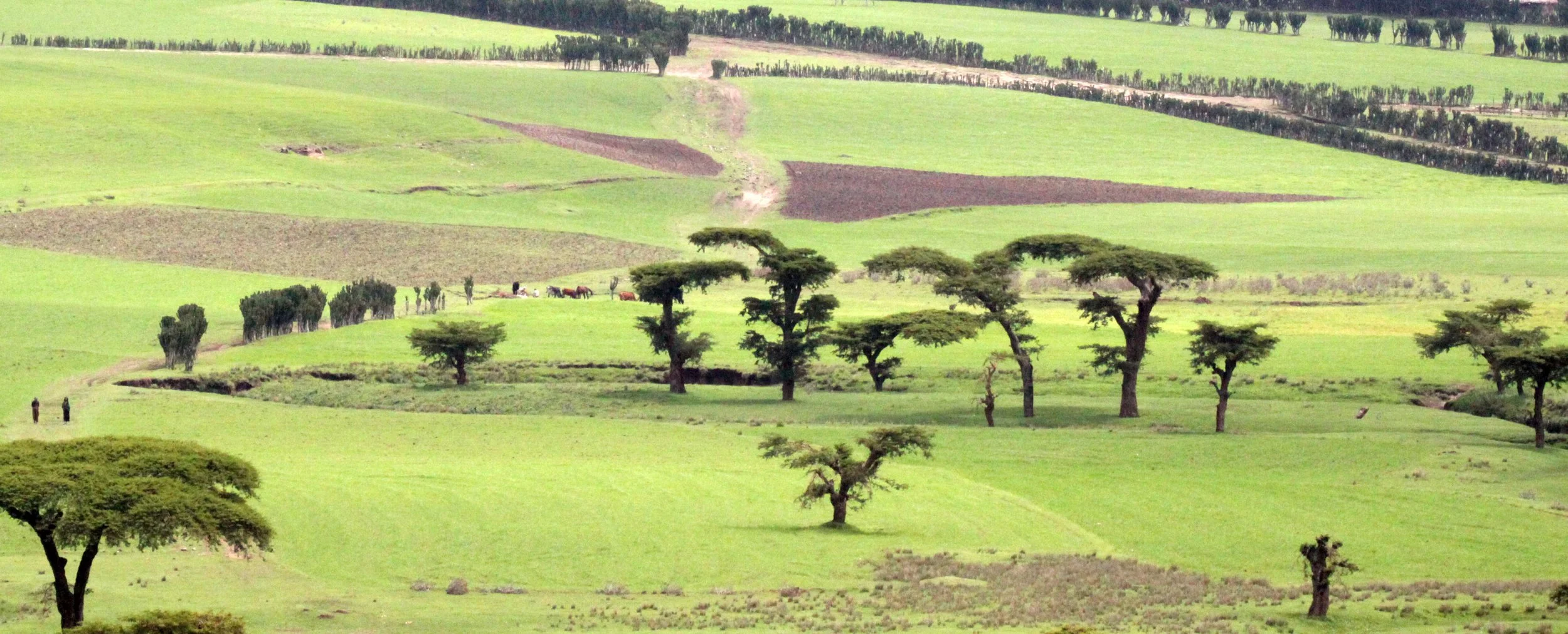 BALE MOUNTAINS NATIONAL PARK ETHIOPIA (6).JPG