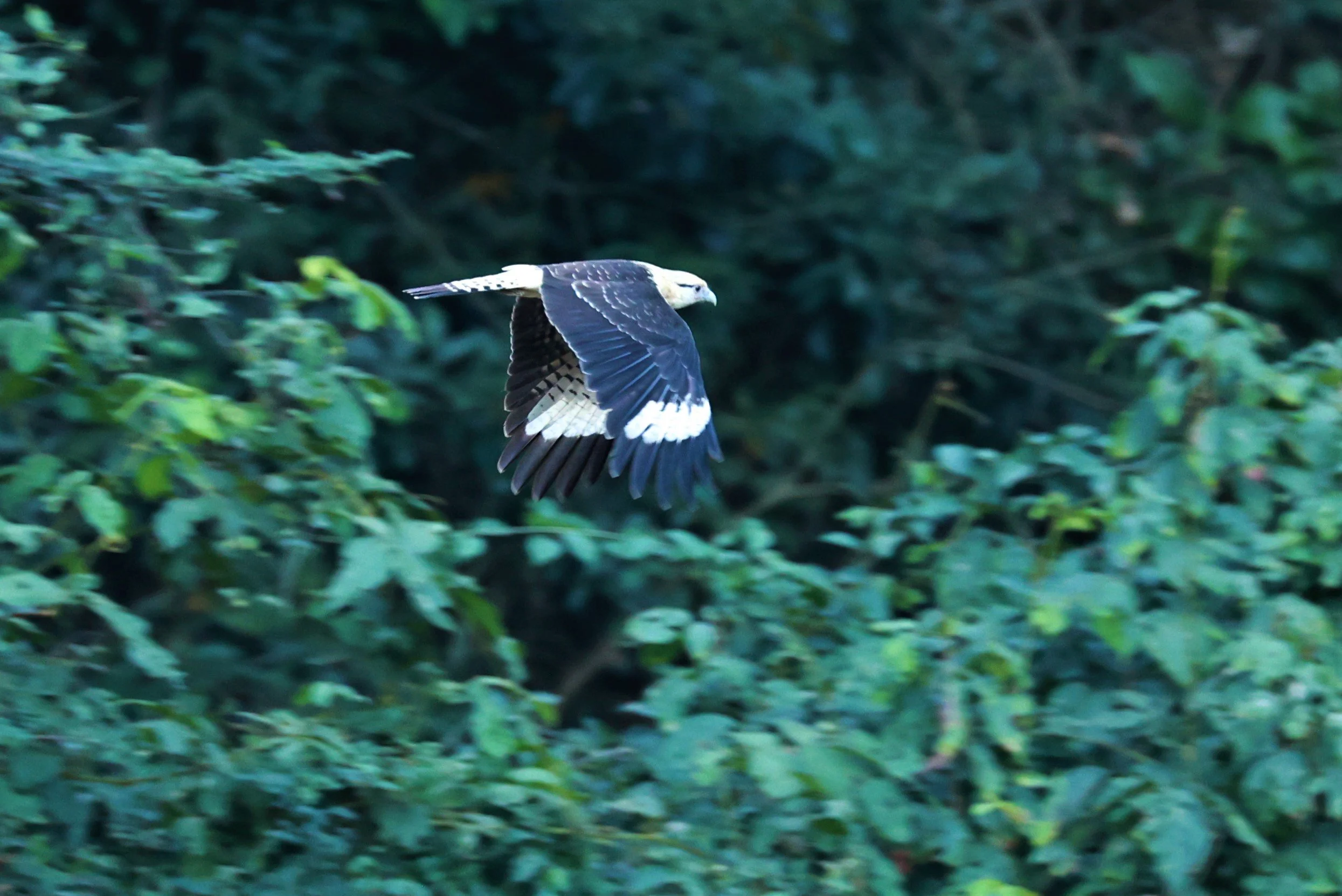 Caracara - Yellow-headed Caracara - Milvago chimachima - Rio Doce State Park, Minas Gerais, Brazil (2).jpg