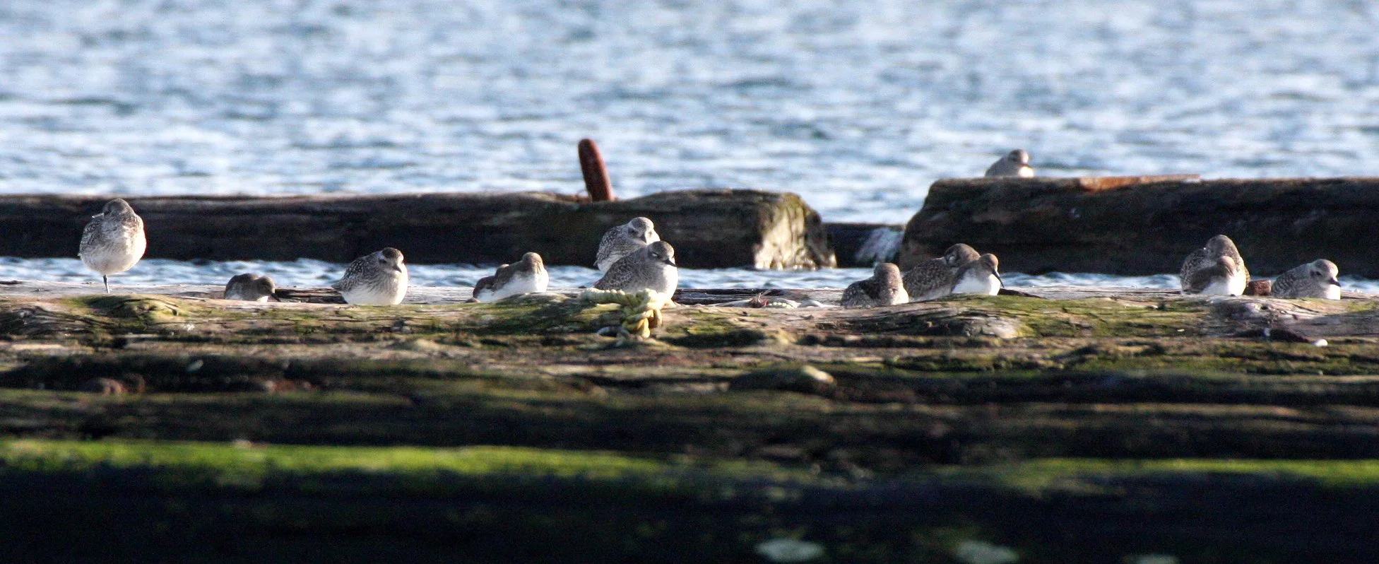 BIRD - PLOVER - BLACK-BELLIED PLOVER - PA HARBOR (9).JPG