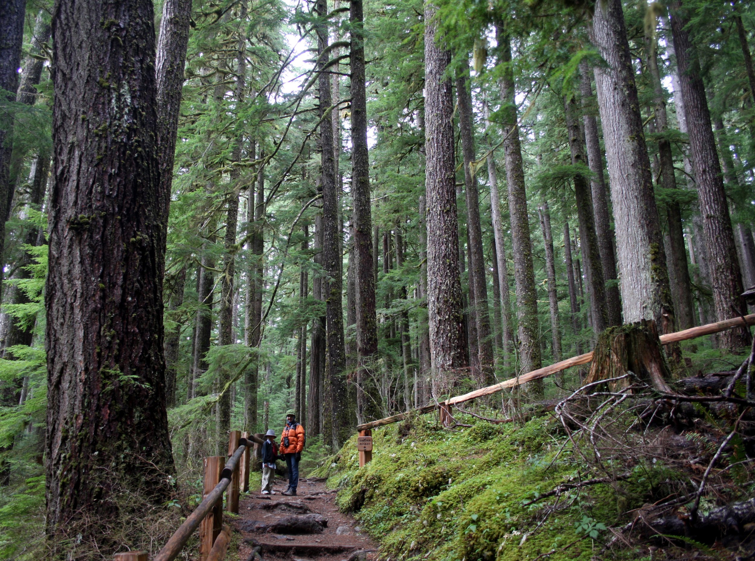 SOL DUC FALLS AND FOREST - ONP WA (72).JPG
