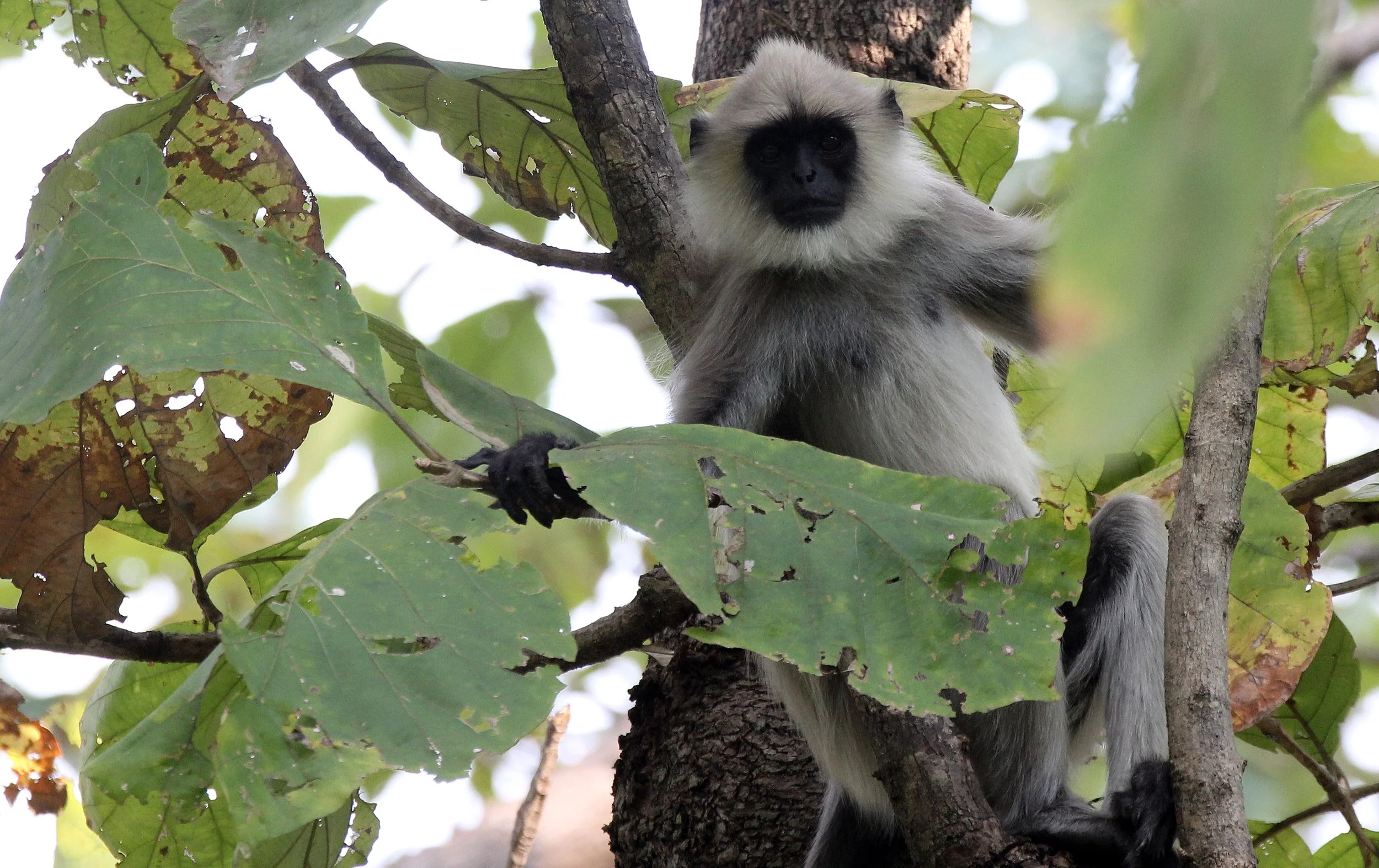 CERCOPITHECIDAE - Semnopithecus priam priam - MADRAS GRAY (TUFTED) LANGUR - CHINNAR NATIONAL PARK TAMIL NADU INDIA (4).JPG