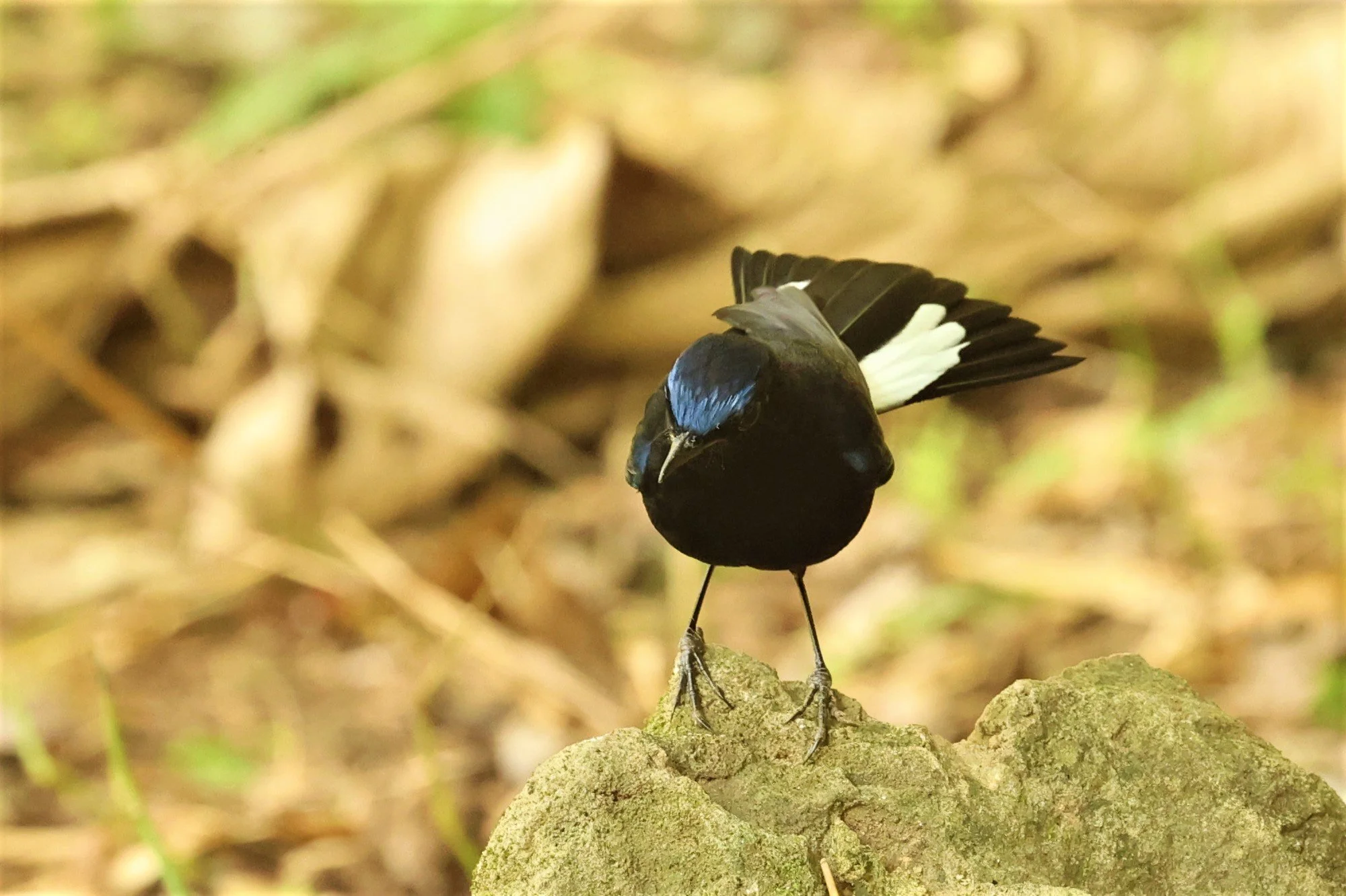 ROBIN - WHITE-TAILED ROBIN - Myiomela leucura - DOI ANG KHANG CHIANG MAI (1).jpg