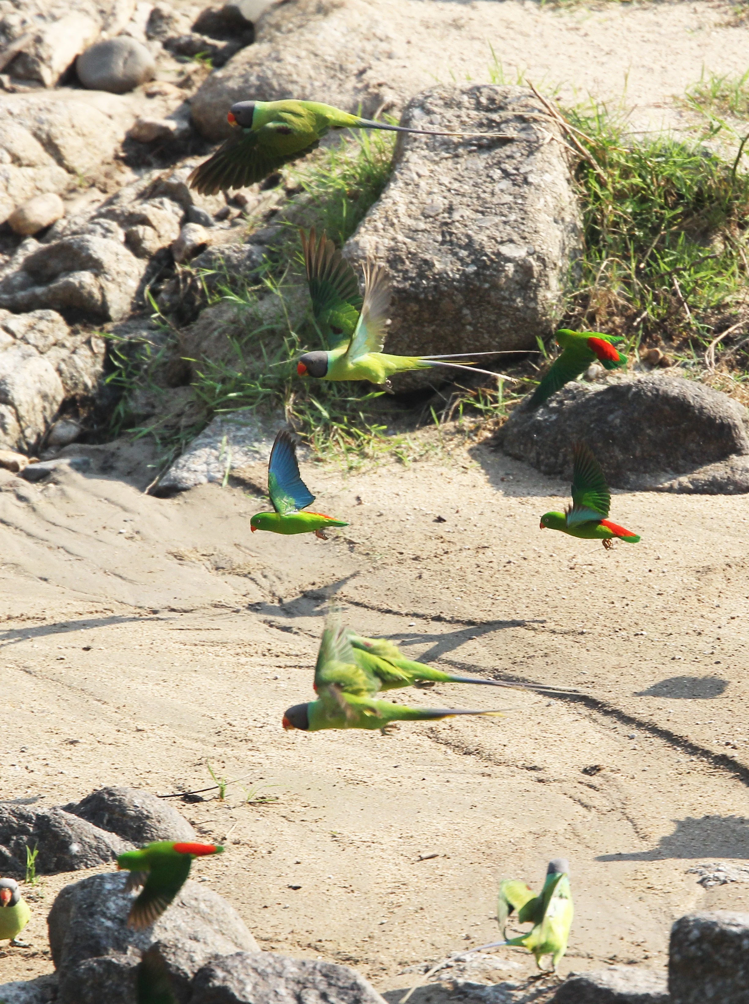 BIRD - PARAKEET - RED BREASTED, GREY-HEADED PARAKEETS & VERNAL HANGING PARROT -  HUAI KHA KHAENG NATURE RESERVE - THAILAND (29).JPG