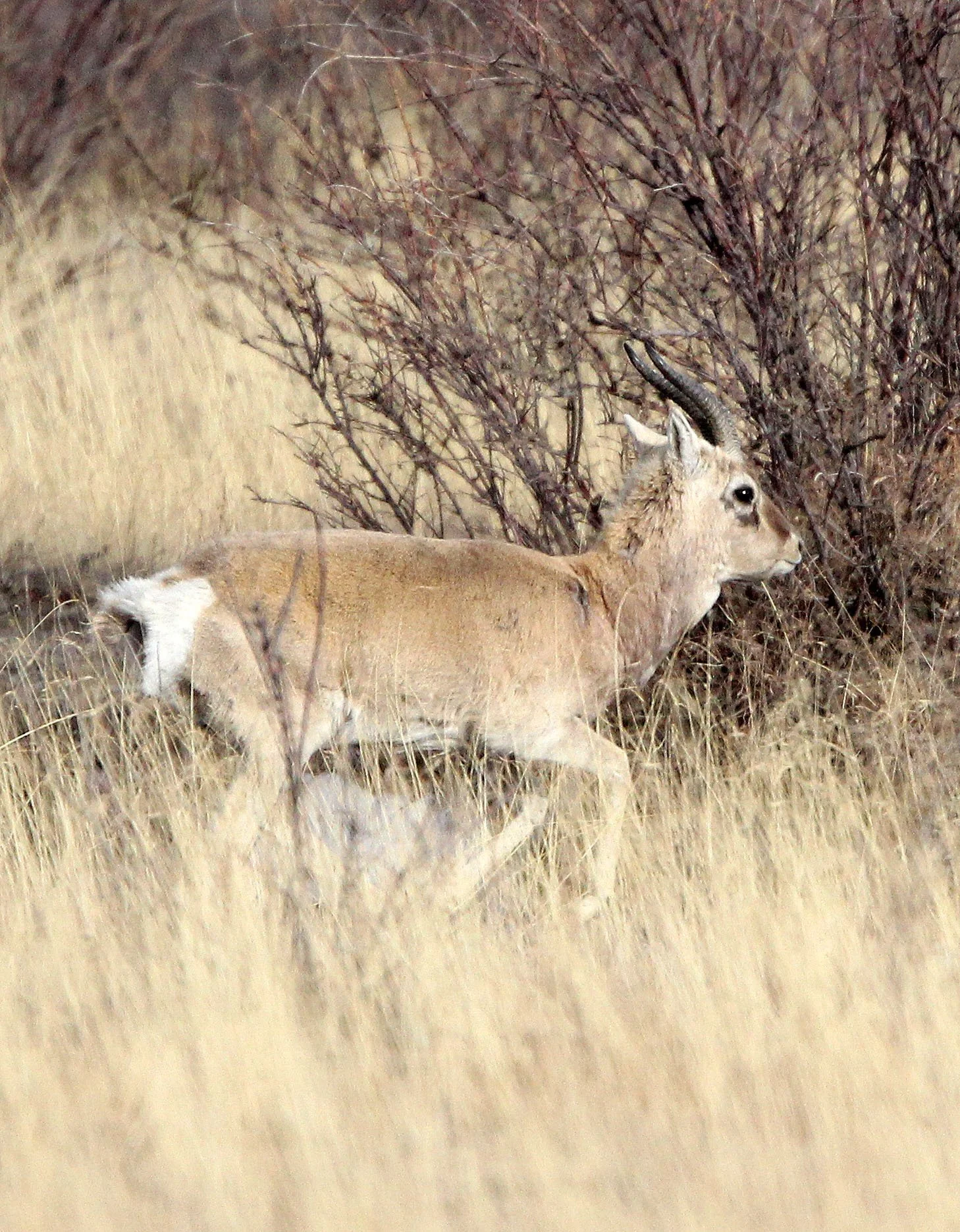 GAZELLE - PRZEWALSKI'S GAZELLE - Procapra przewalskii - QINGHAI LAKE CHINA (66).JPG