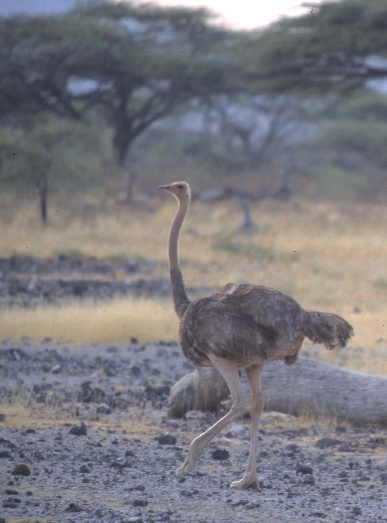 BIRDS - OSTRICH - SHABA A1.jpg