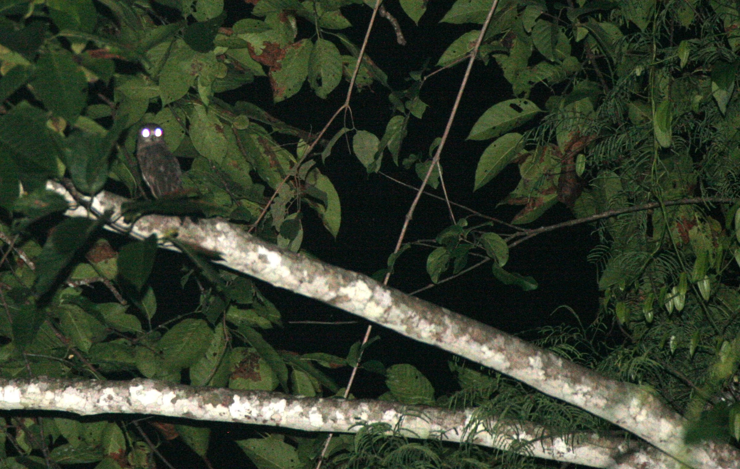 Ninox scutulata - BROWN HAWK OWL - PANG SIDA NATIONAL PARK THAILAND (10).JPG