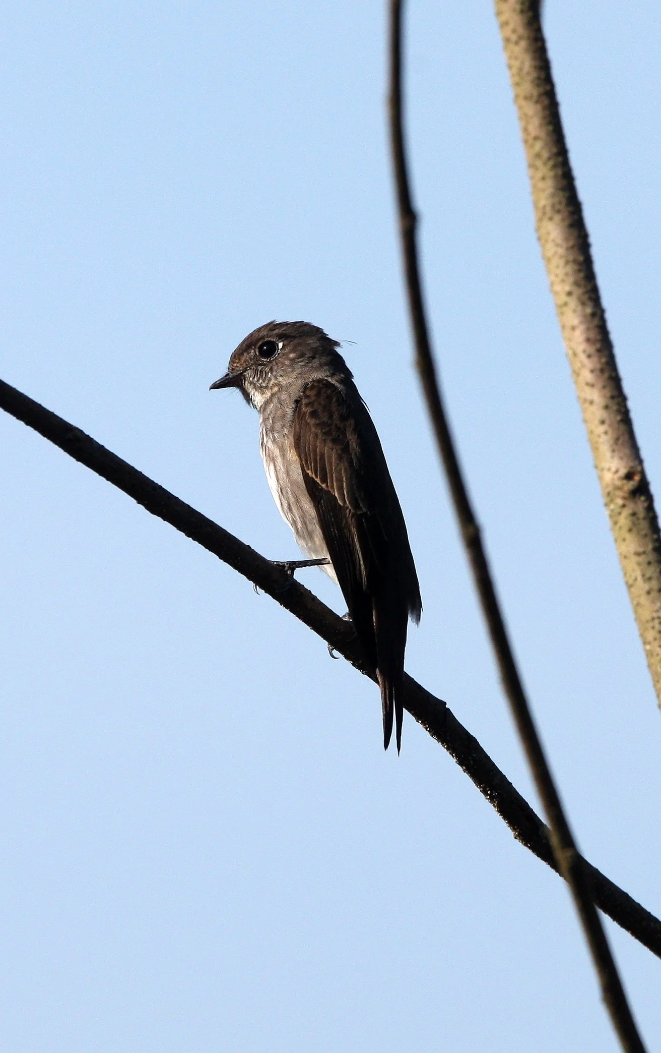 BIRD - FLCATCHER - DARK-SIDED FLYCATCHER - KAENG KRACHAN NP THAILAND (12).JPG