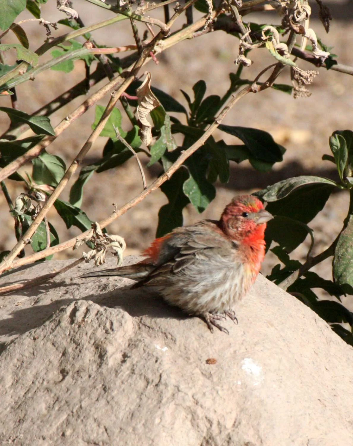 House Finch (Haemorhous mexicanus) Loreto Baja Mexico (9).JPG