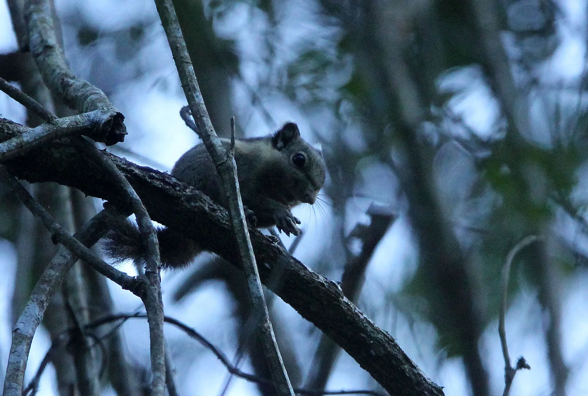 Tamiops mcclellandii - WESTERN STRIPED SQUIRREL - HUAI KHA KHAENG NATURE RESERVE - KAPOK KAPIEN STATION & MINERAL LICK - THAI (8).JPG