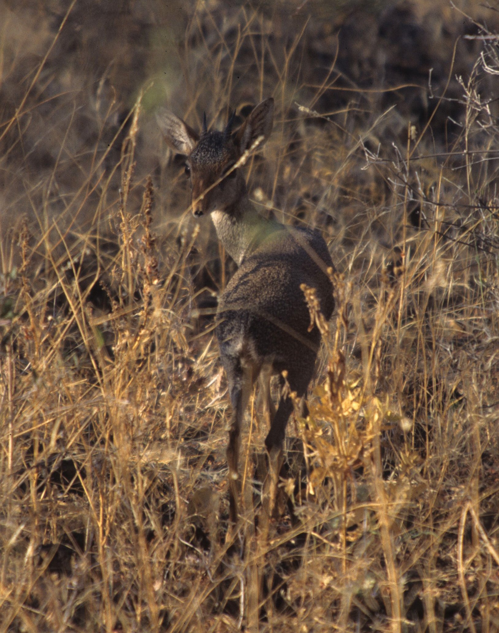 BOVID - DIK DIK - KIRKS - SERENGETI (10).jpg