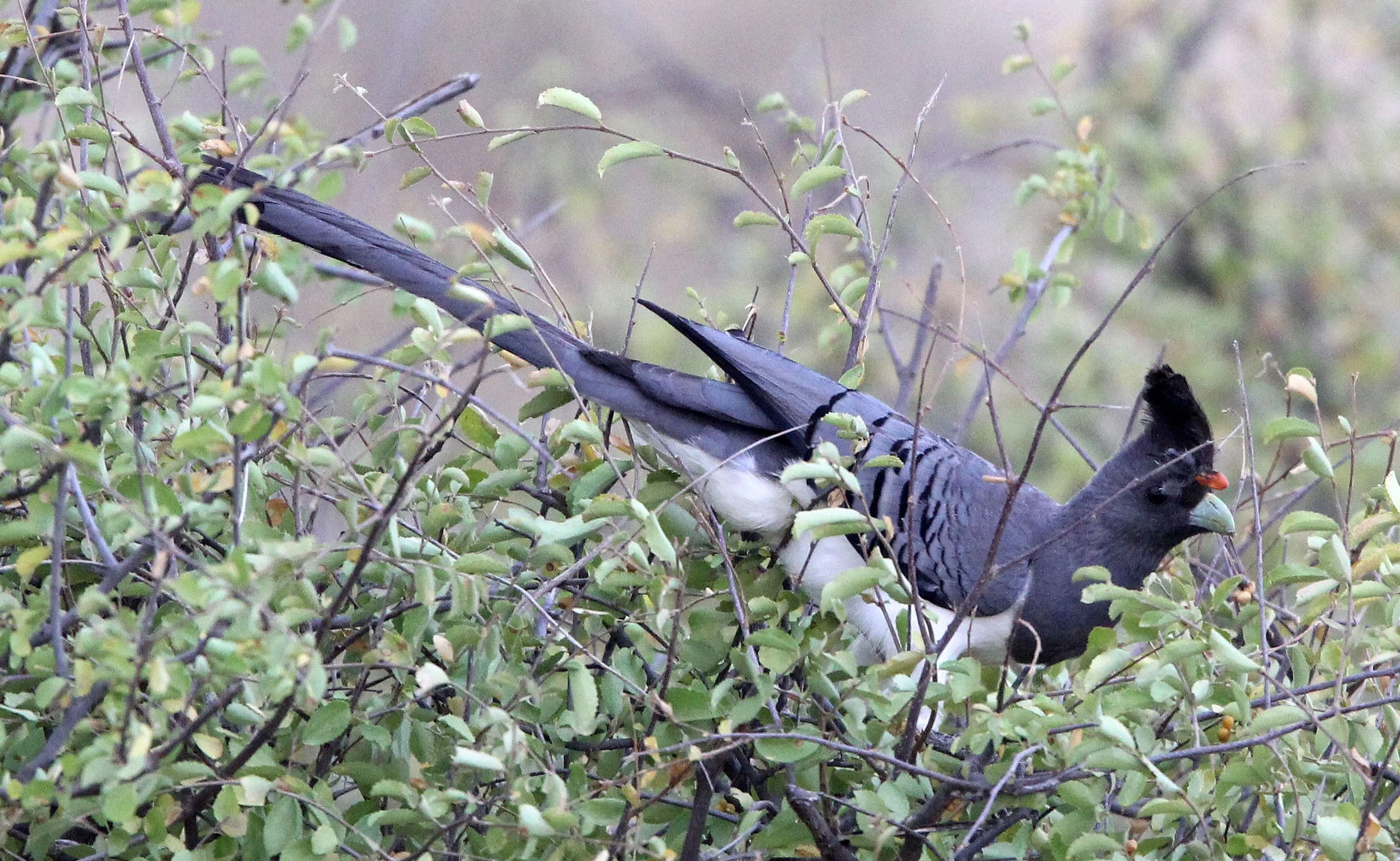 White-bellied Go-away-bird (Crinifer leucogaster) Samburu NP Kenya (3).JPG