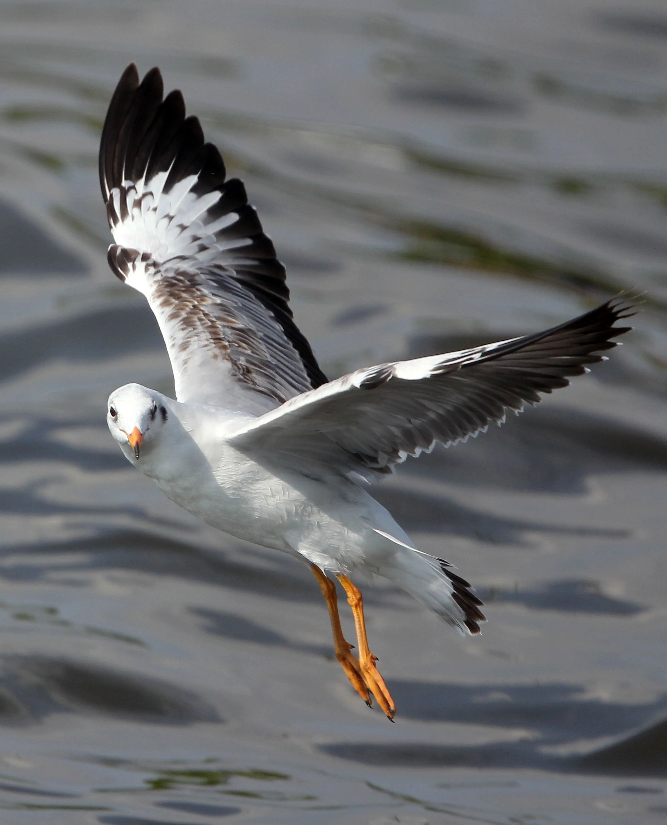 GULL - BROWN HEADED GULL - Larus brunnicephalus - BANG PU NATURE RESERVE THAILAND (61).JPG