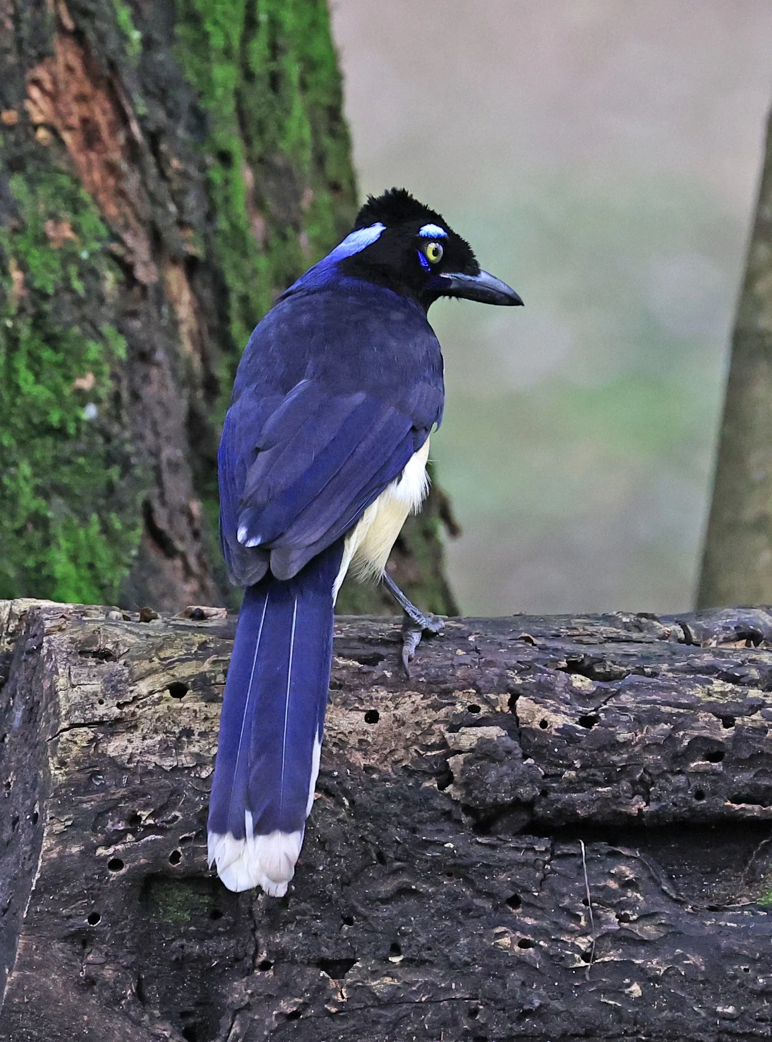 Plush-crested Jay (Cyanocorax chrysops) El Palmar National Park, Entre Rios, Argentina (7).jpg