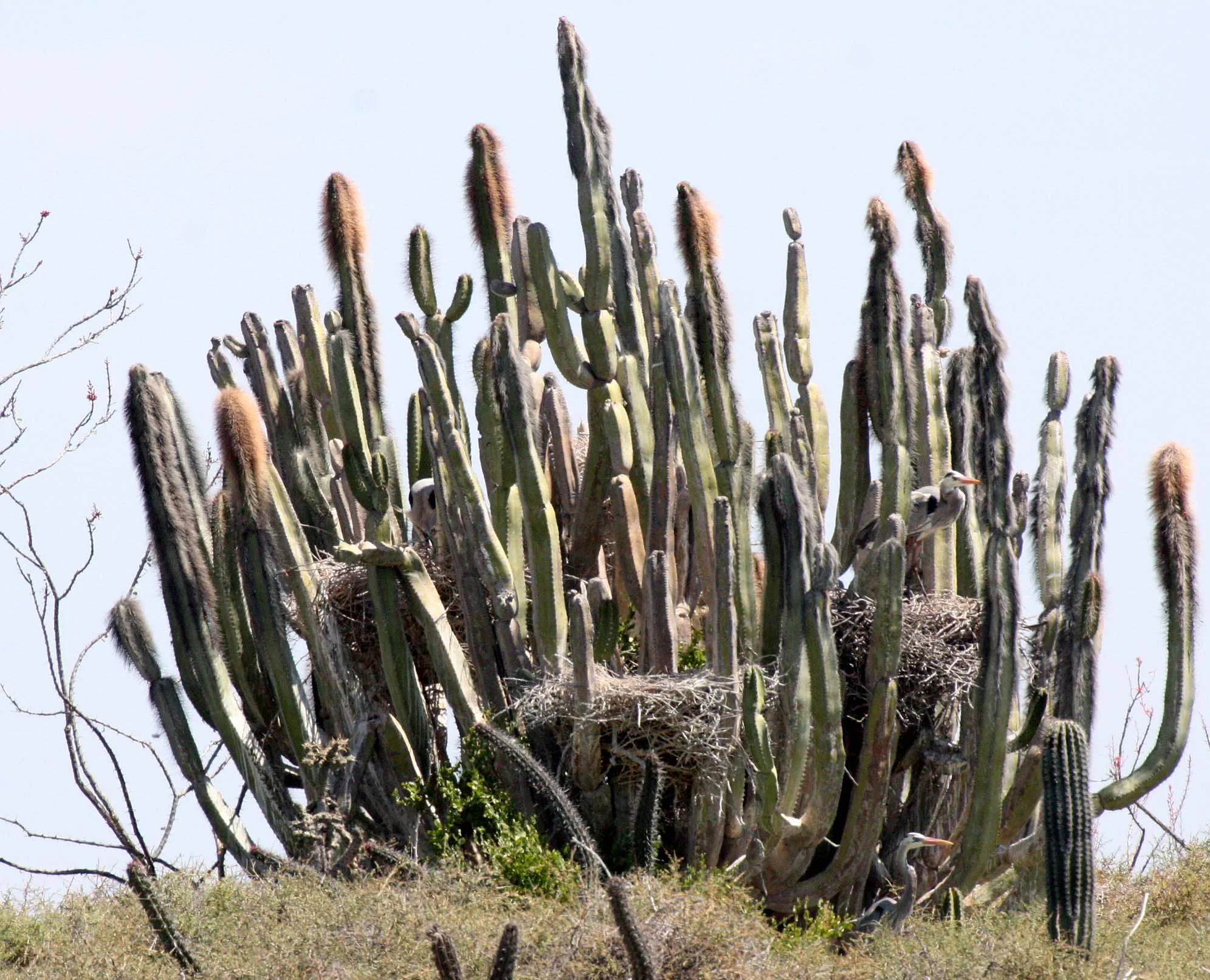 HERON - GREAT BLUE HERON- Ardea herodias - ROOKERY IN OLD MAN CACTUS - SAN IGNACIO LAGOON BAJA MEXICO (7).JPG