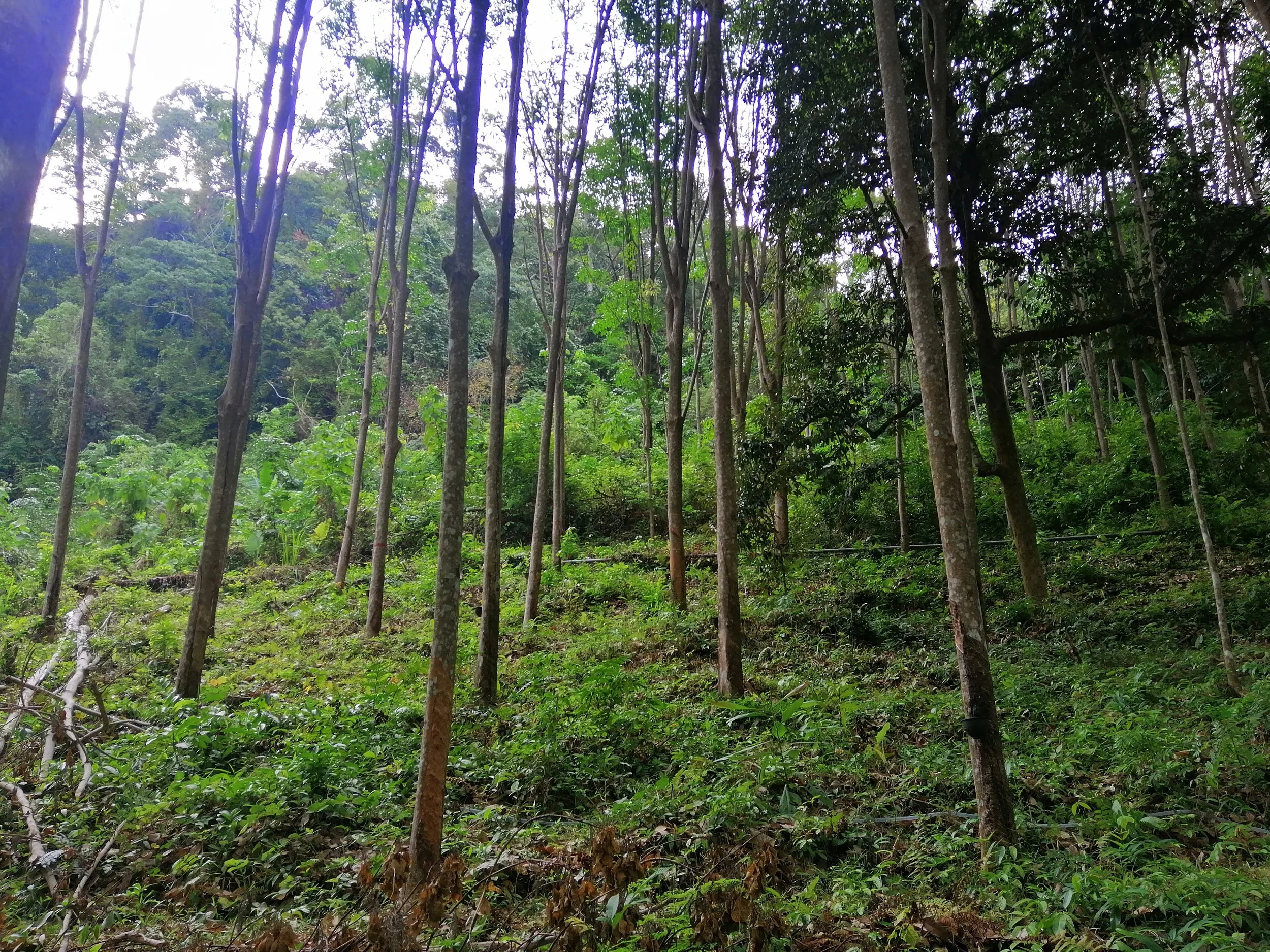 2018 Koh Lanta Misc  (104).jpg
