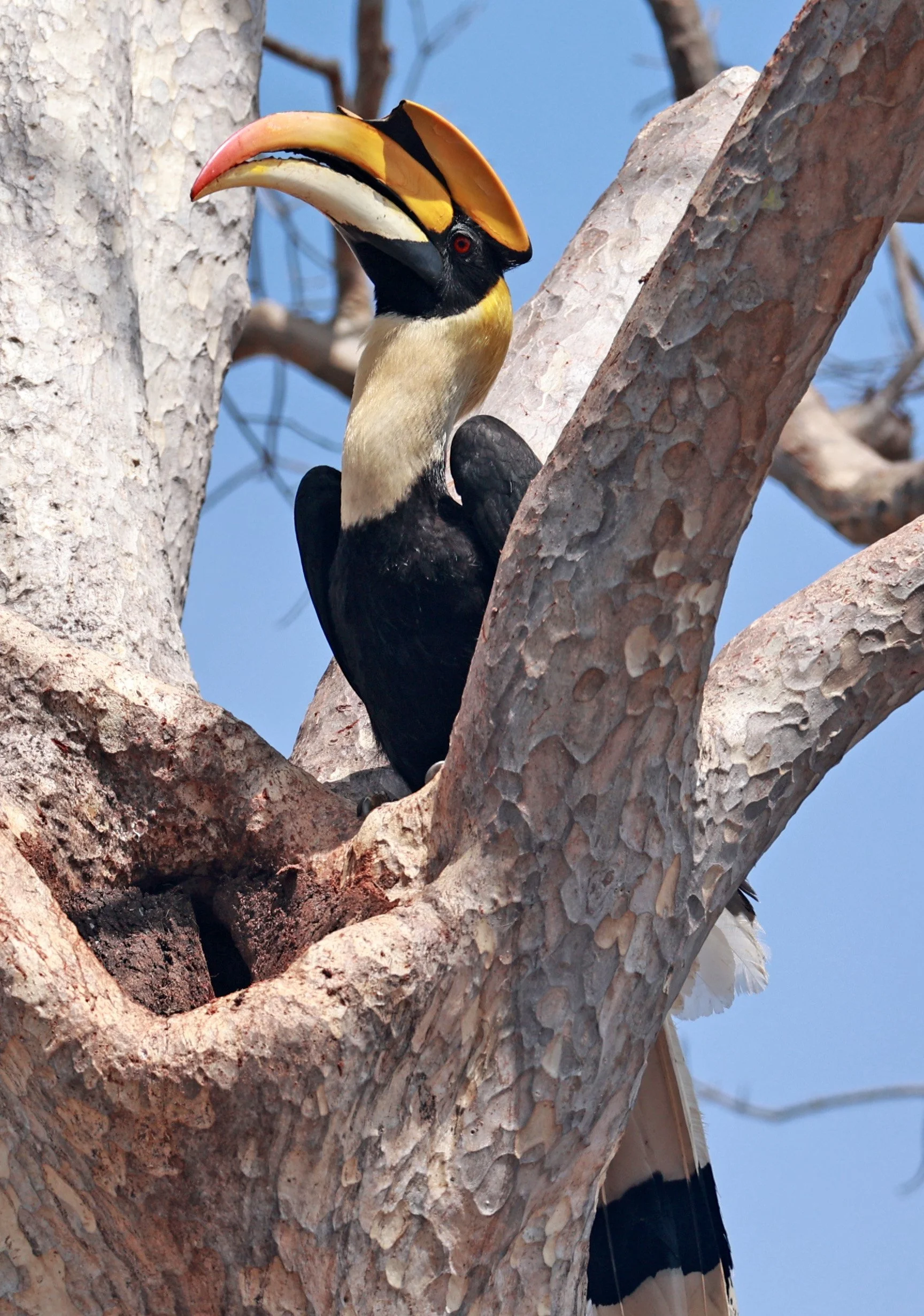 Great hornbill (Buceros bicornis) Pak Chong Mu Si Municipality Feb 2026 (101).jpg