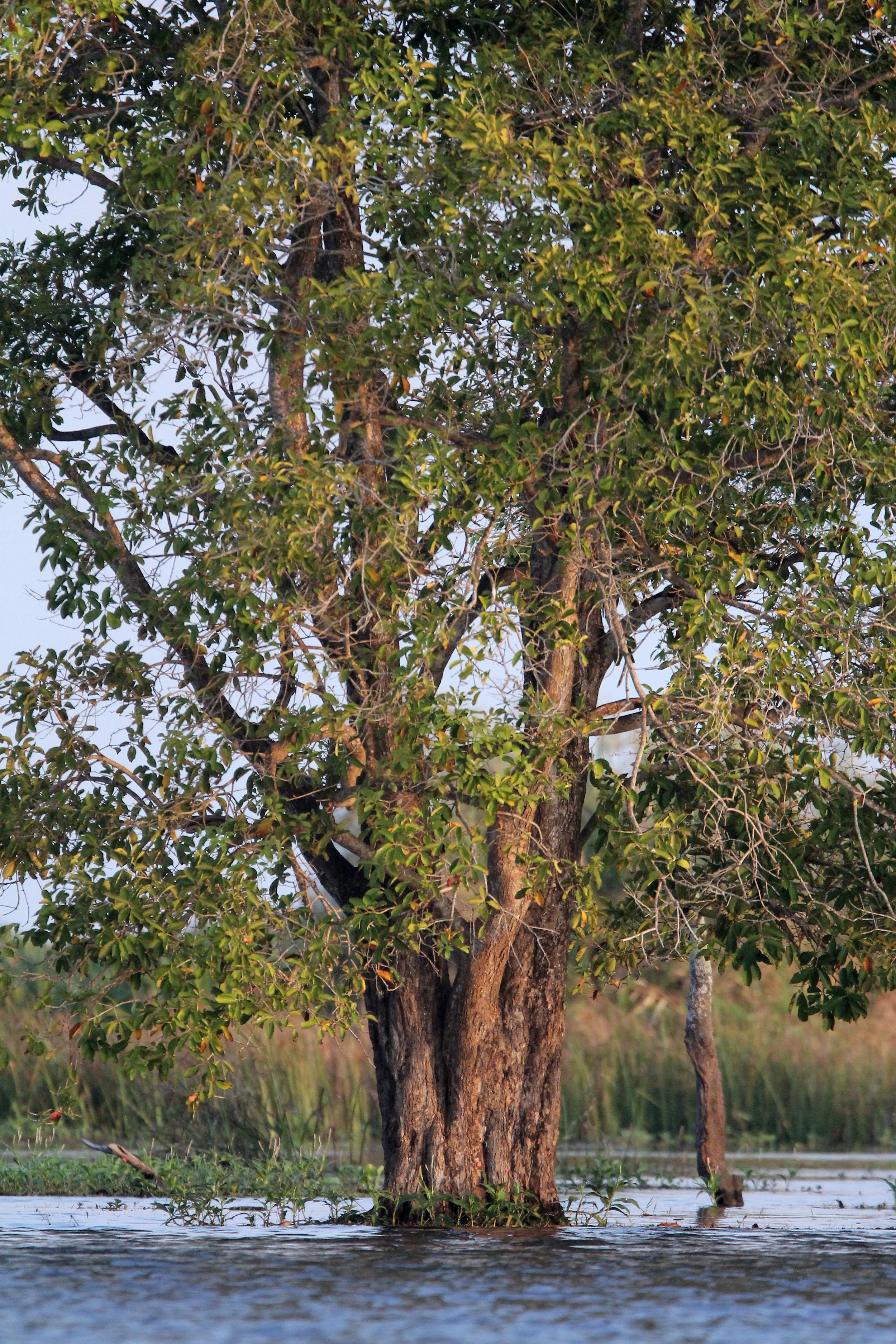 2018 Thale Noi Bird Sanctuary Patthalung (27).JPG