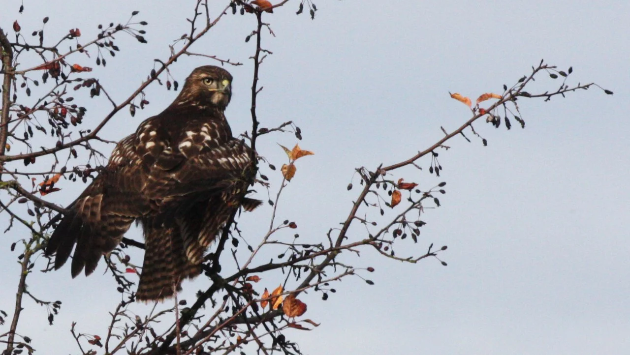 BIRD - HAWK - RED-TAILED HAWK - JAMESTOWN WA (2).JPG