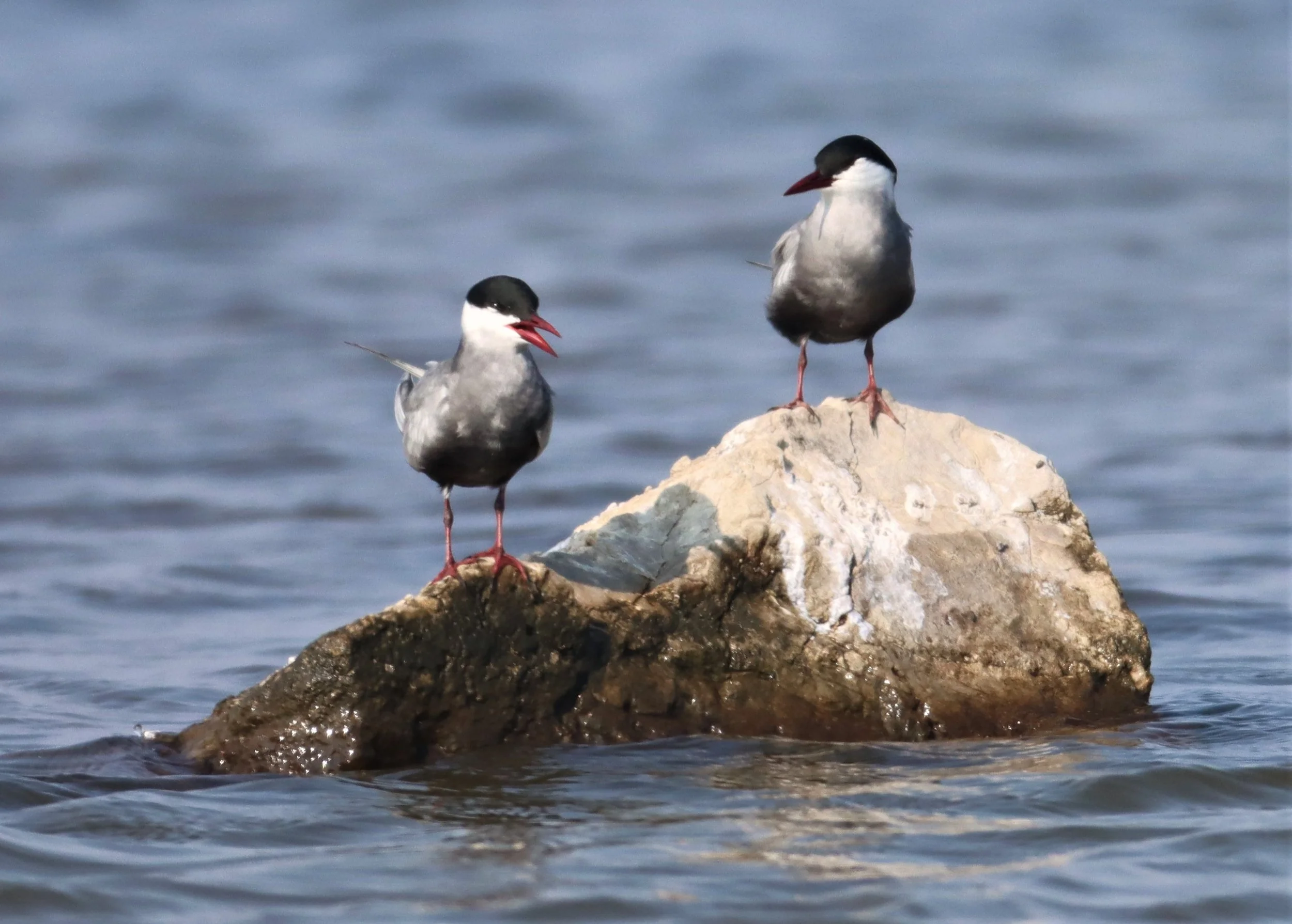 TERN - WHISKERED TERN - Chlidonias hybridus - BANG PAKONG SALT PANS CHACHOENGSAO WEST OF RIVER (22).jpg