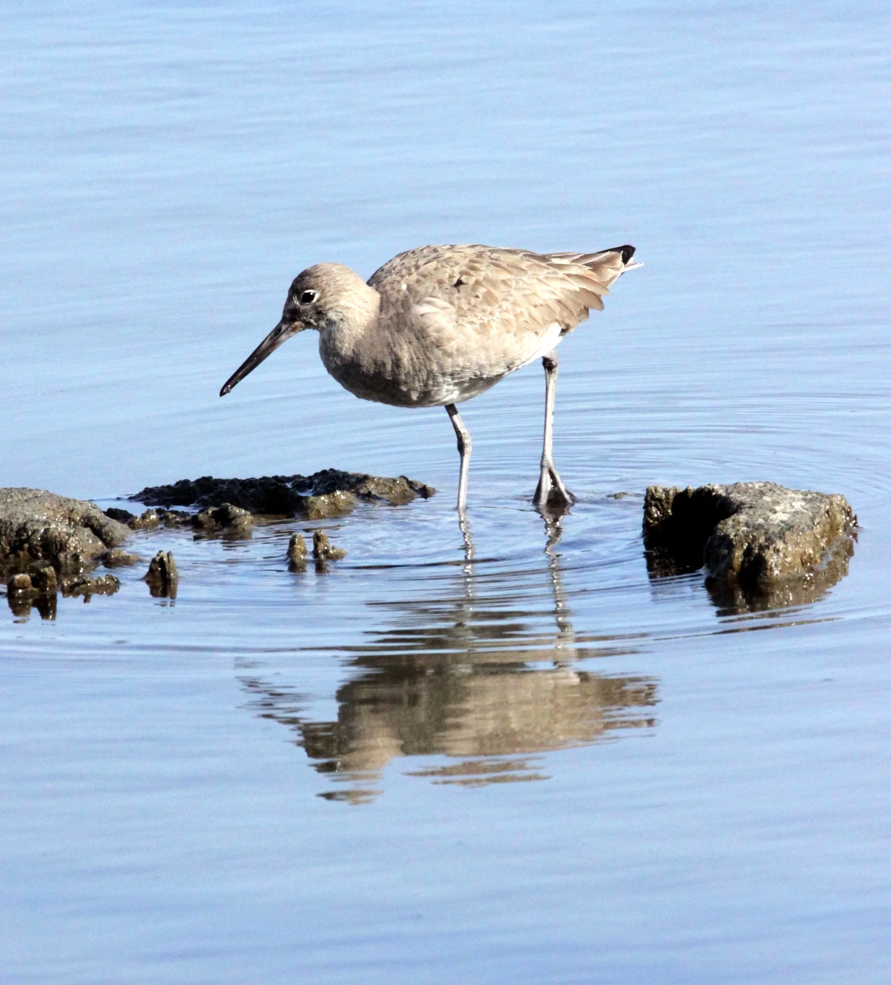 BIRD - WILLET - ARCATA MARSH CALIFORNIA (10).JPG