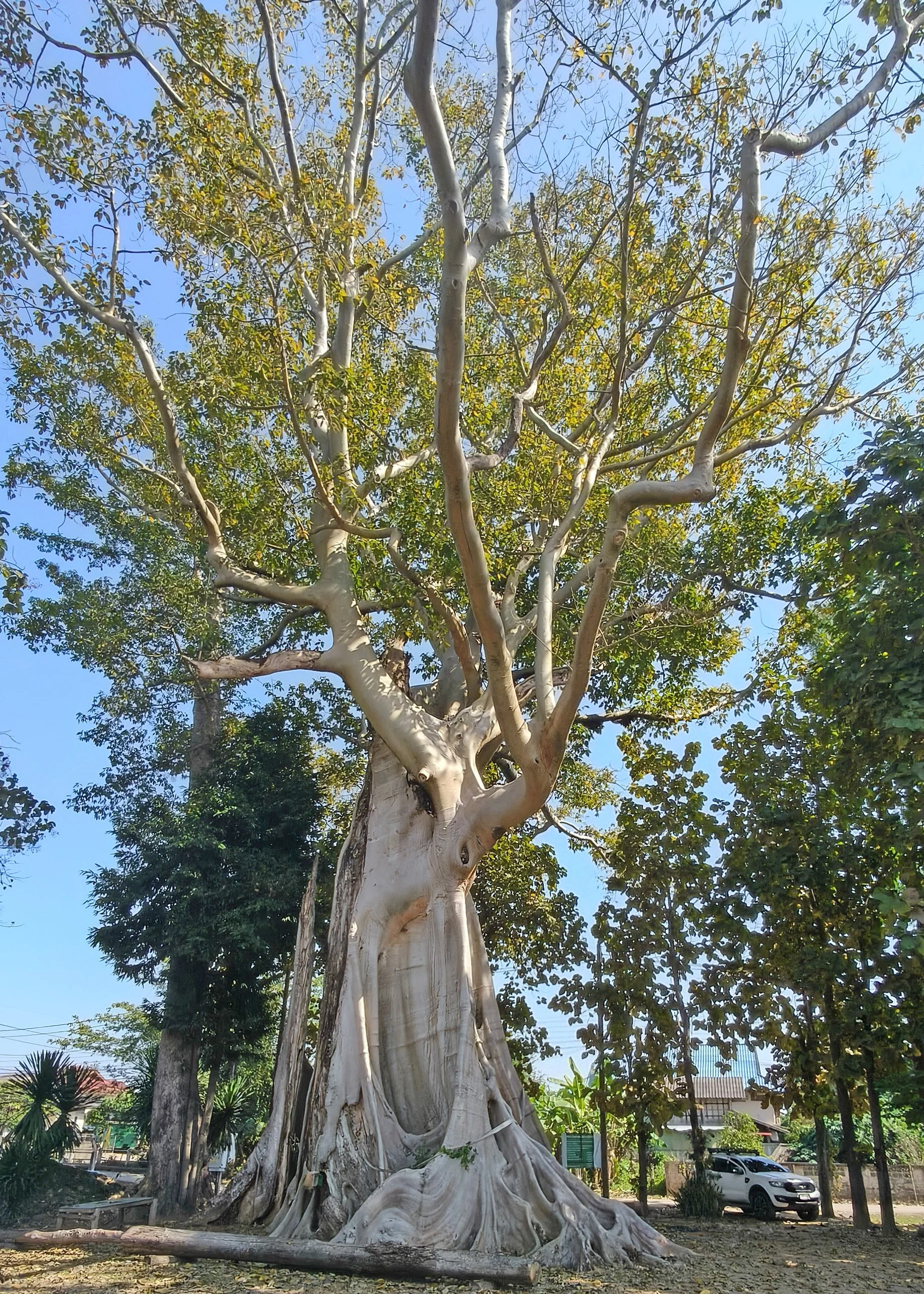Giant Ficus Tree - Western Phayao Province (8).jpg