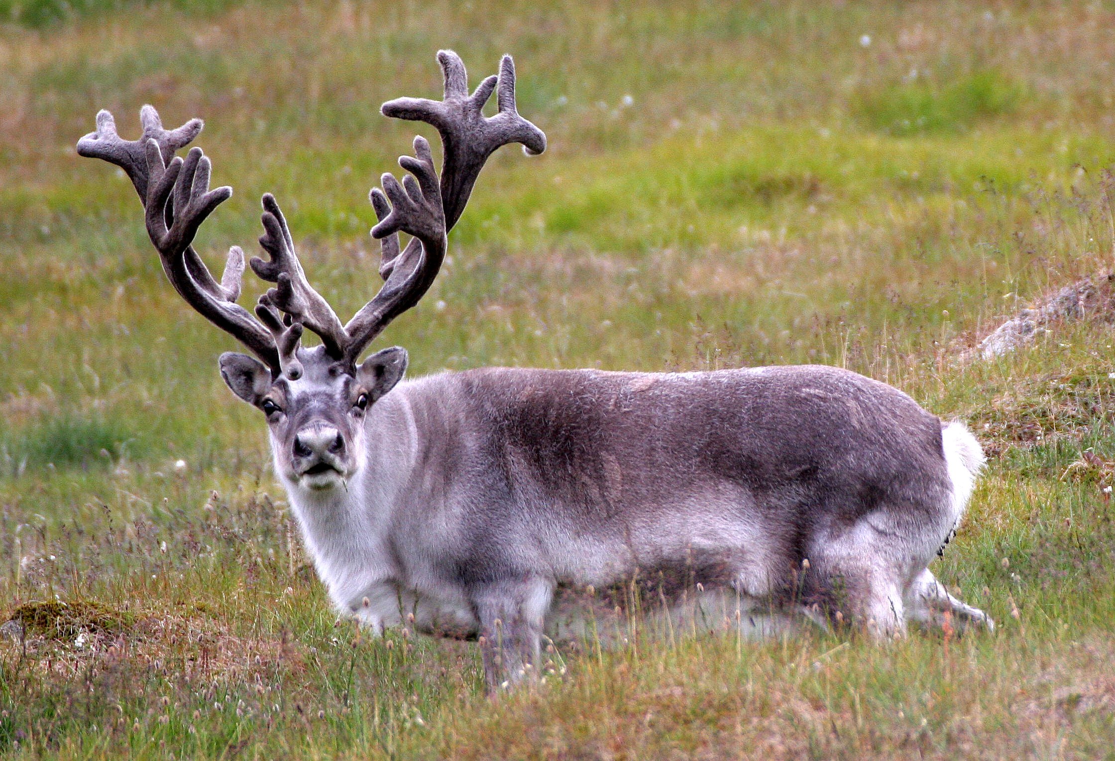 Rangifer tarandus platyrhynchus - SVALBARD CARIBOU (REINDEER) - SVALBARD (46).jpg